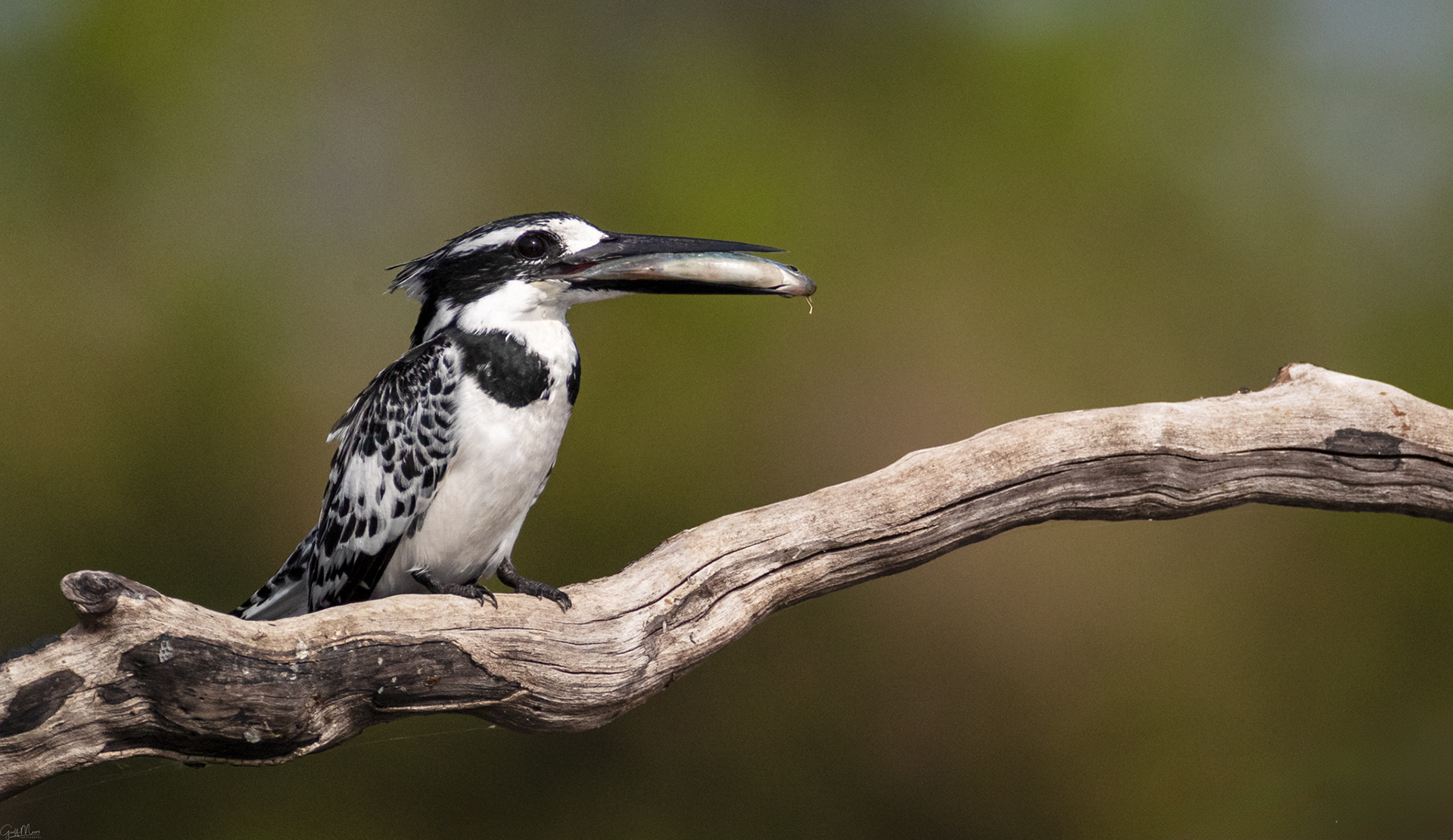 Pied Kingfisher