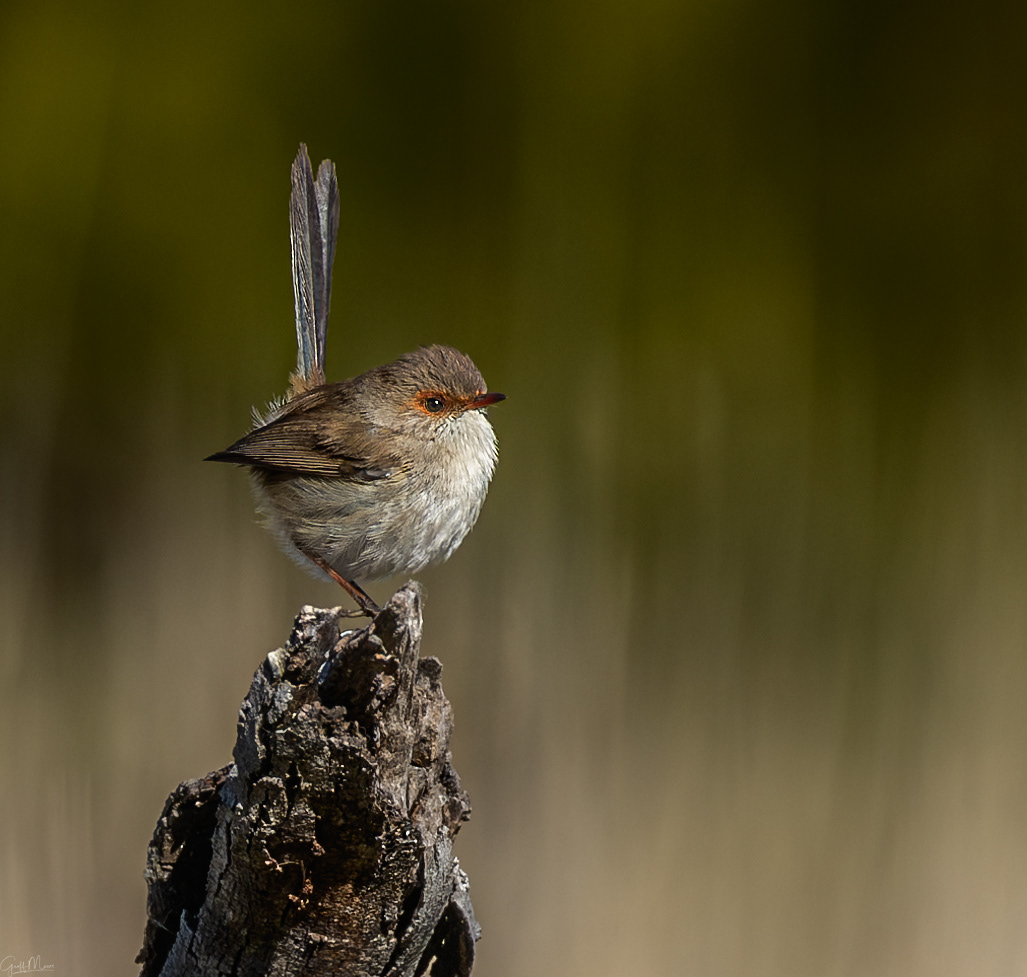 Female Superb Fairywren