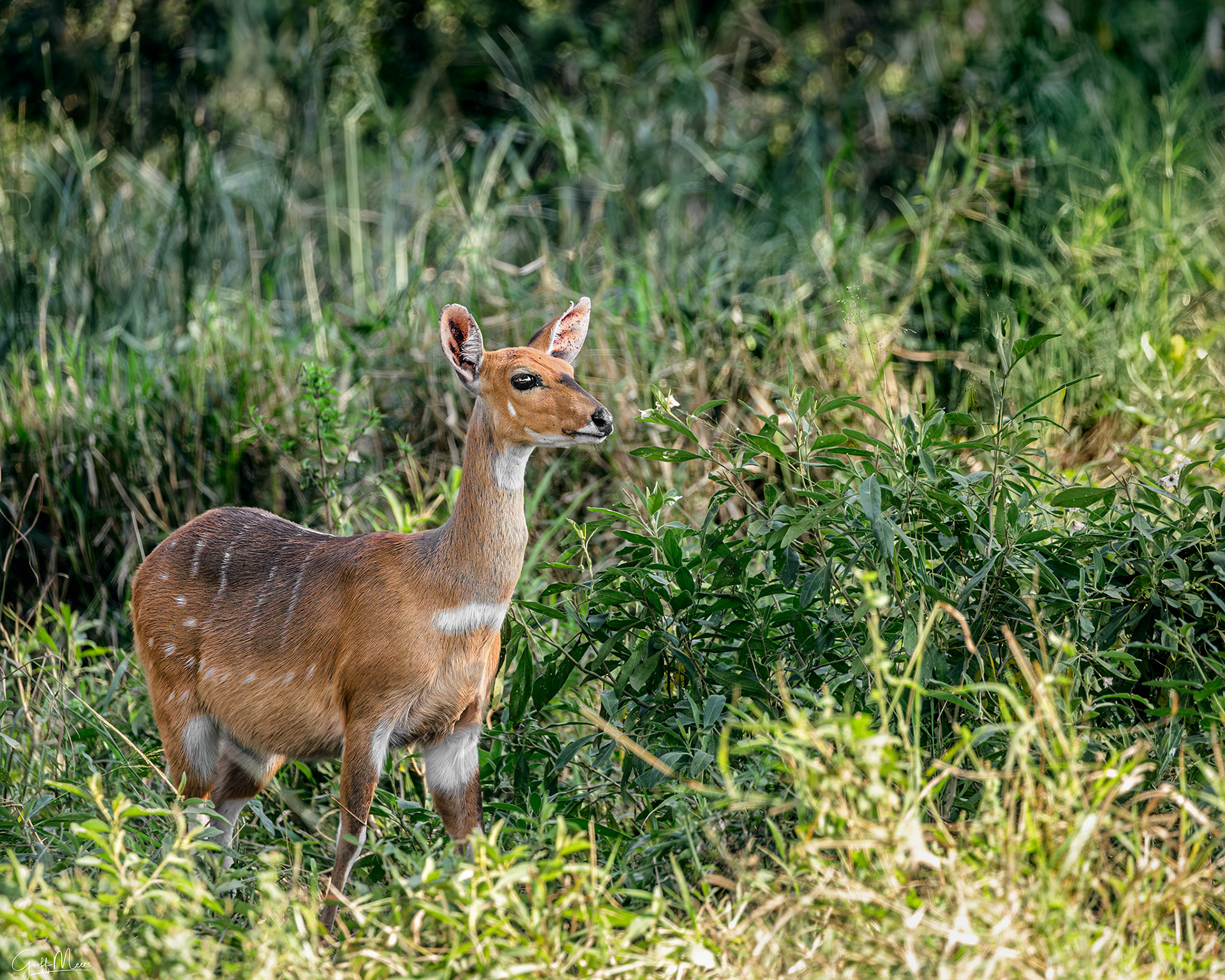 Nyala