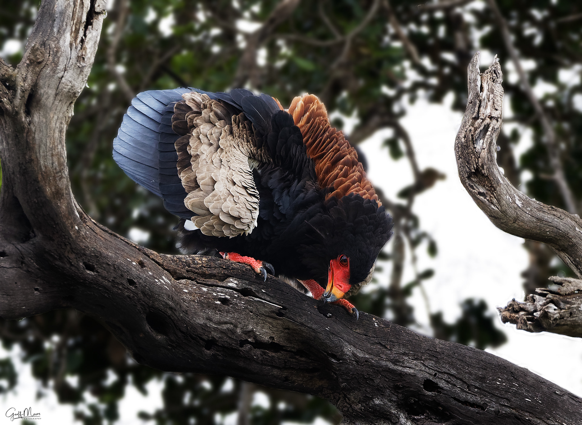 Adult Bateleur