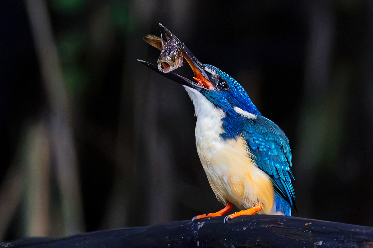 Half-collard Kingfisher