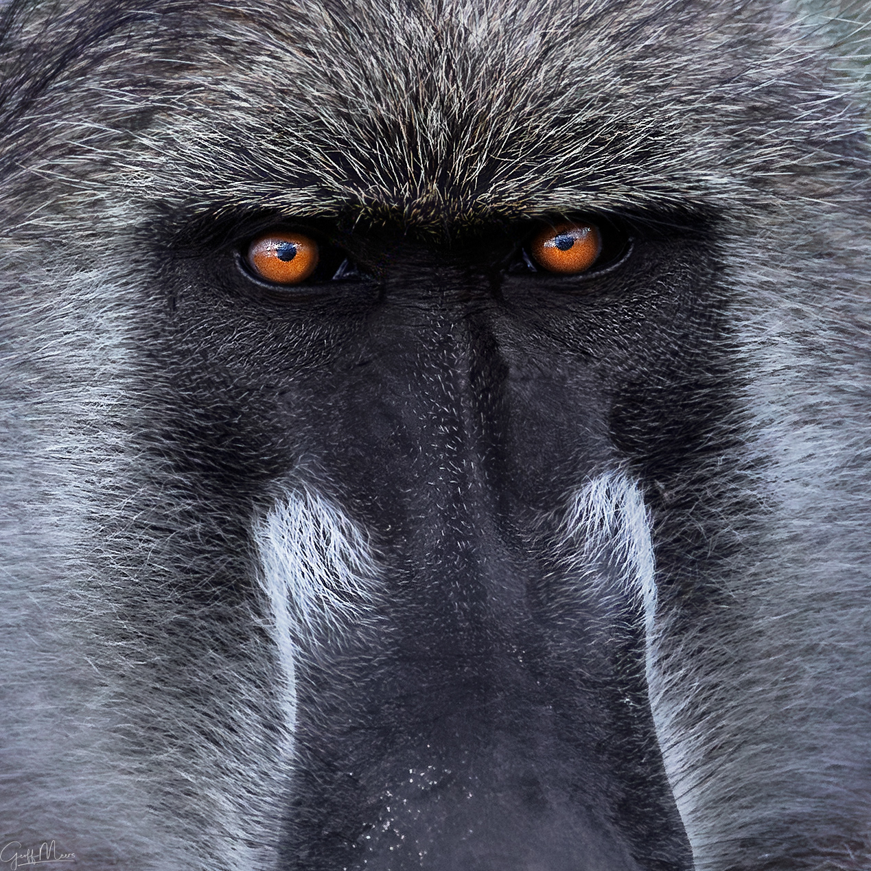 Adult Male Baboon