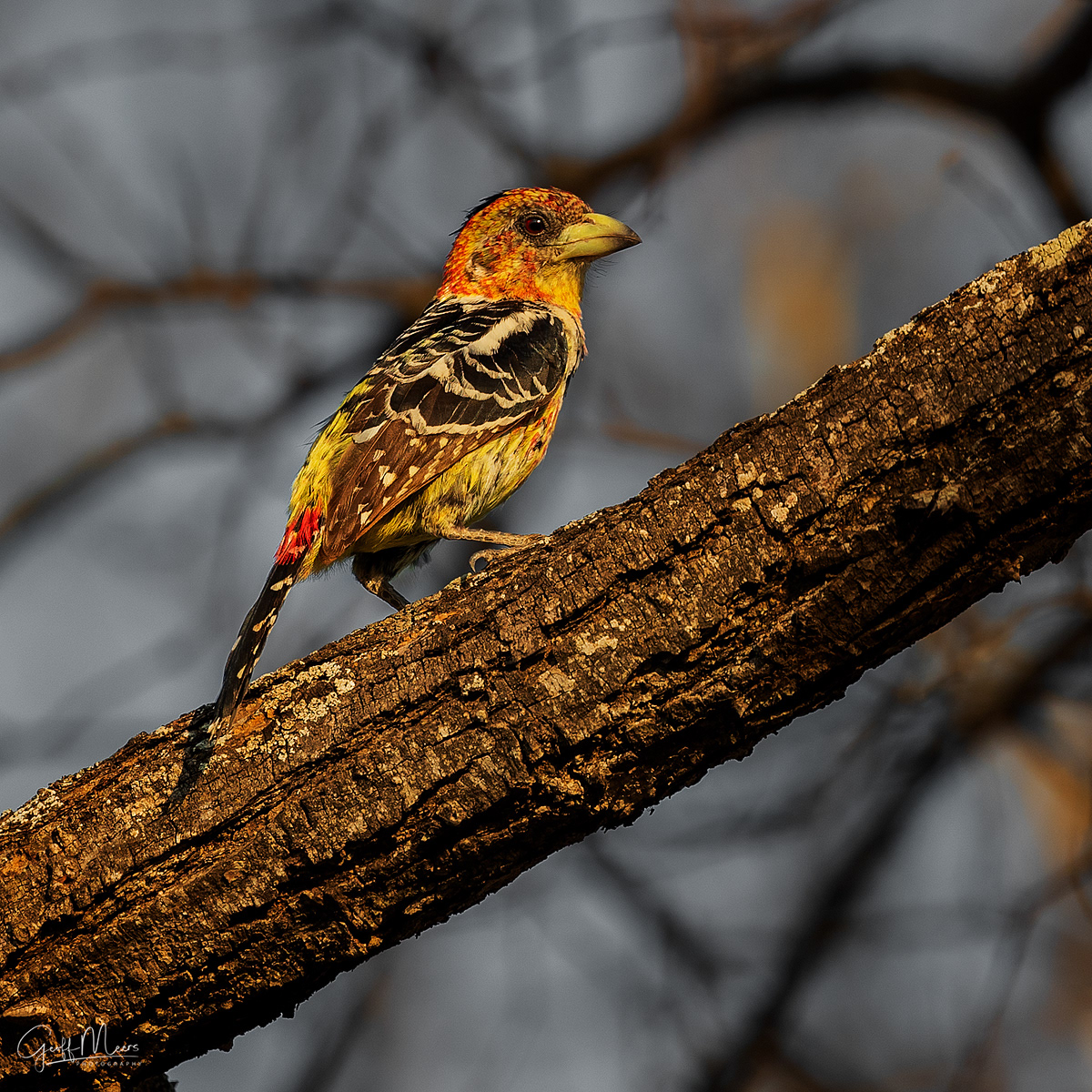 Crested Barbet
