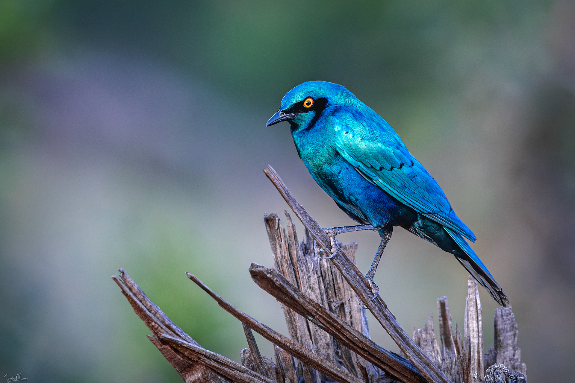 Greater Blue-eared Starling
