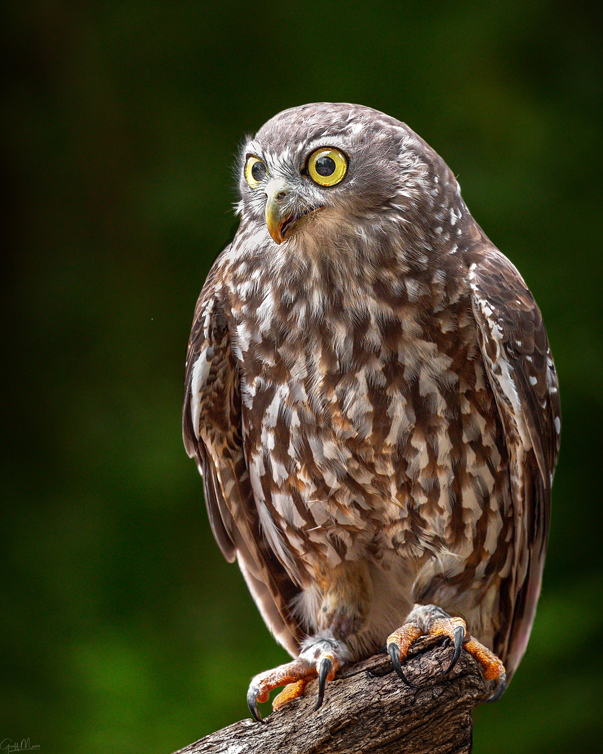 Barking Owl