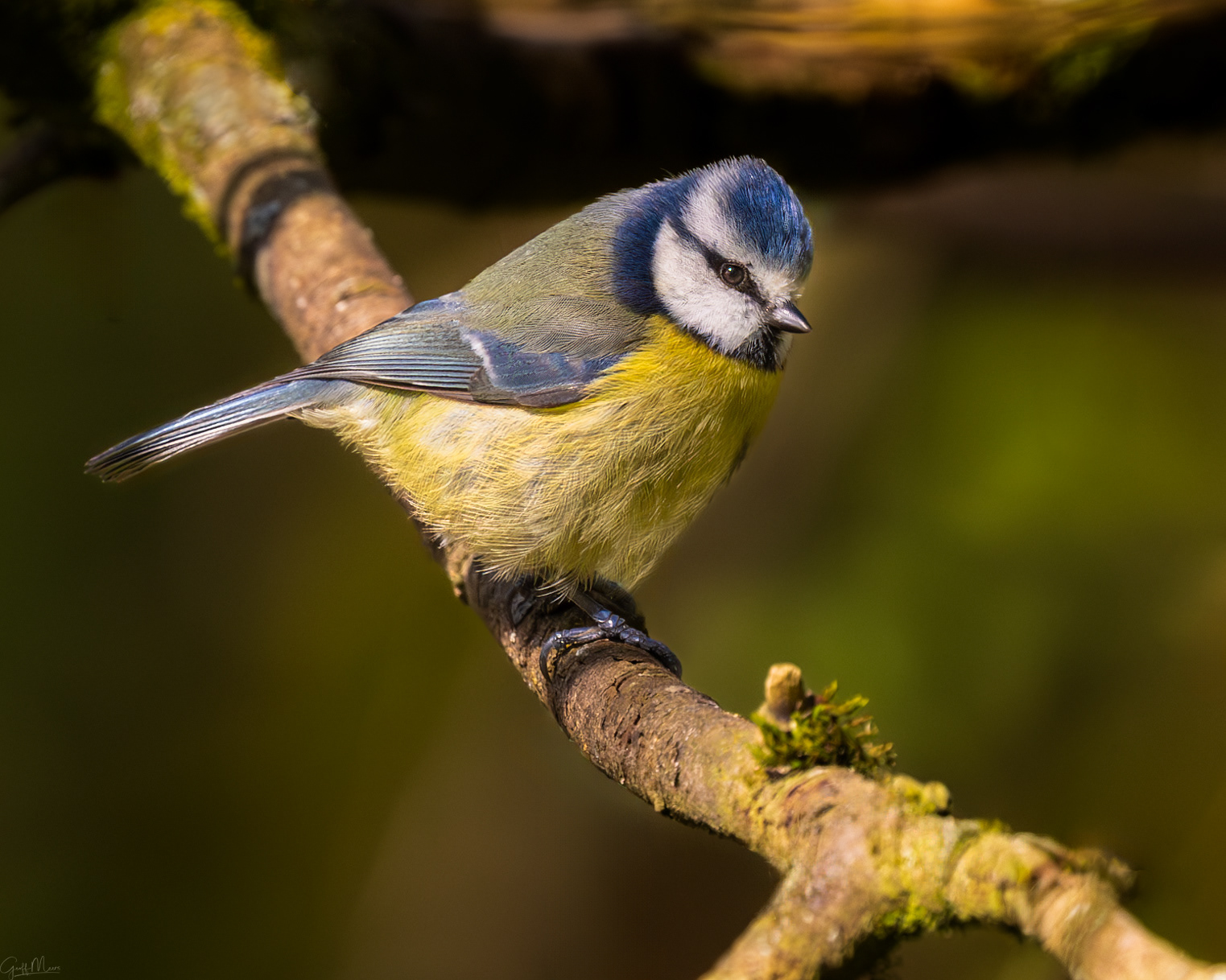 Eurasian Blue Tit