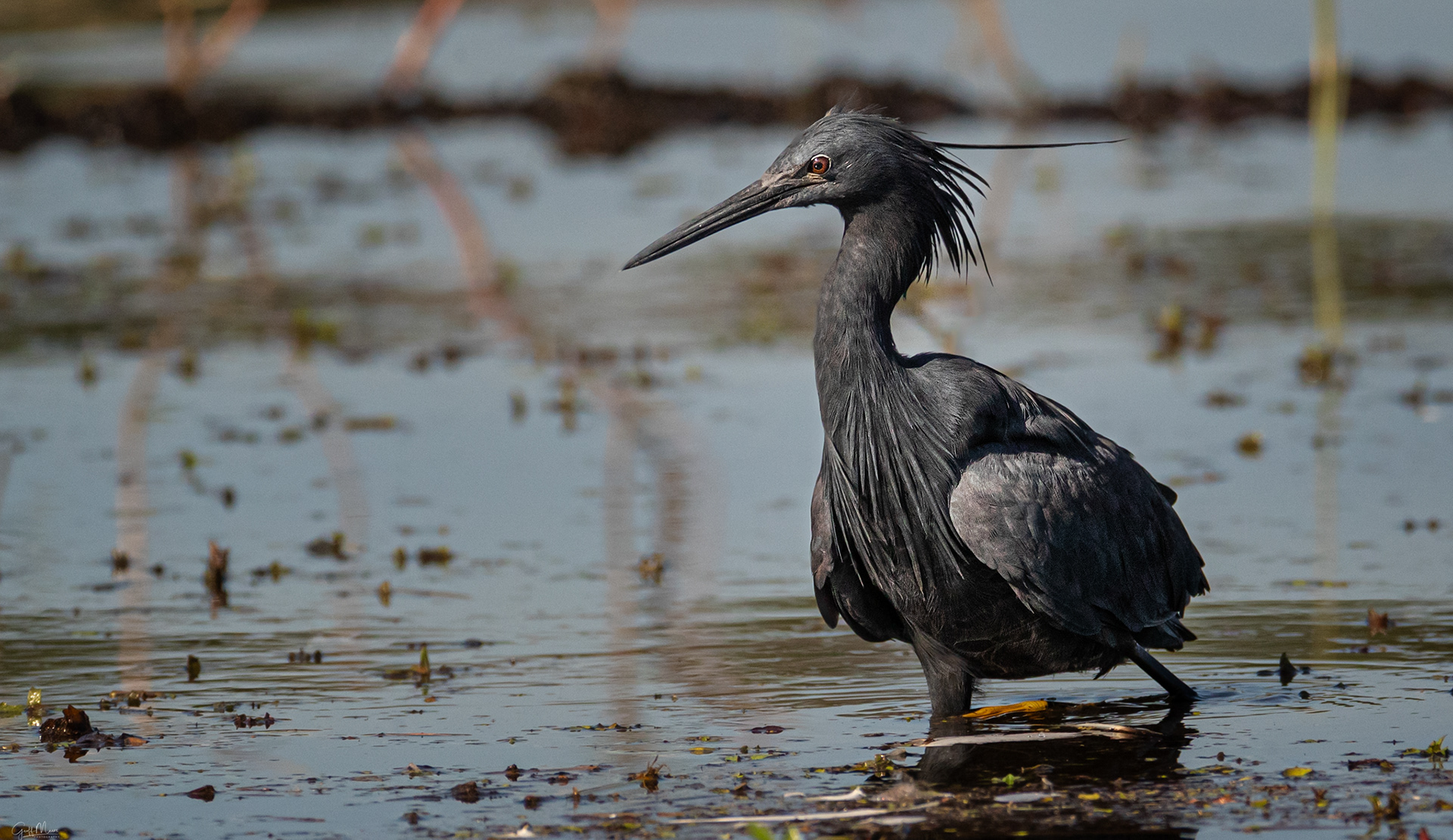 Black Heron