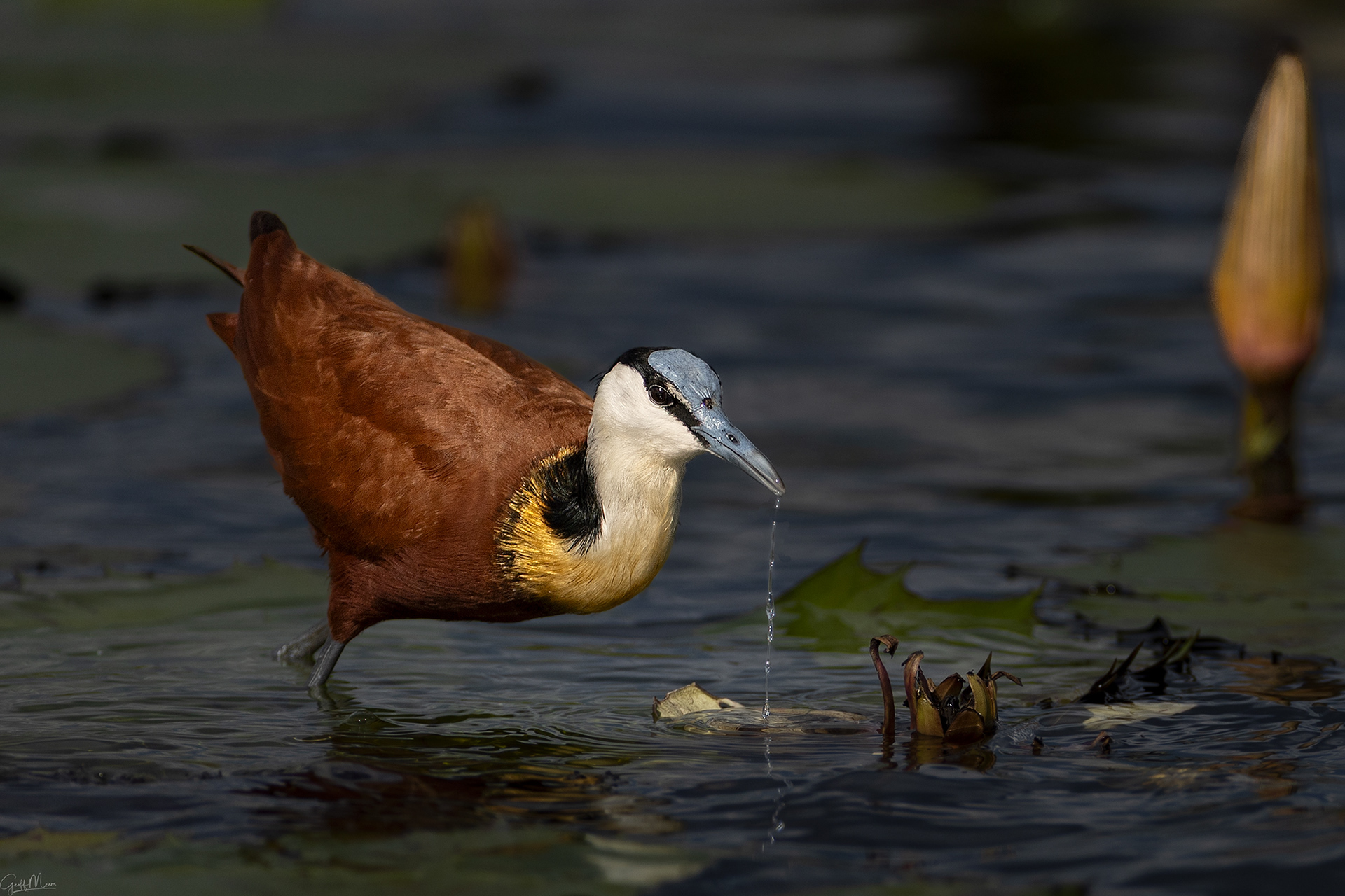 African Jacana