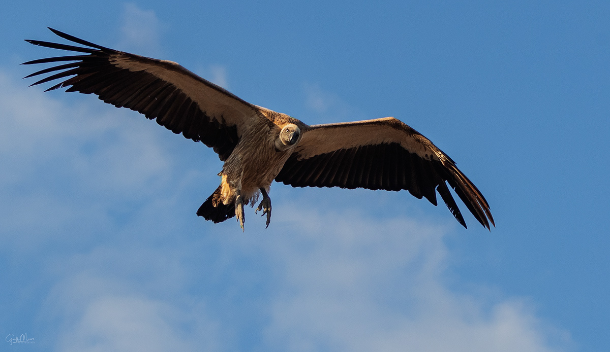 White Backed Vulture