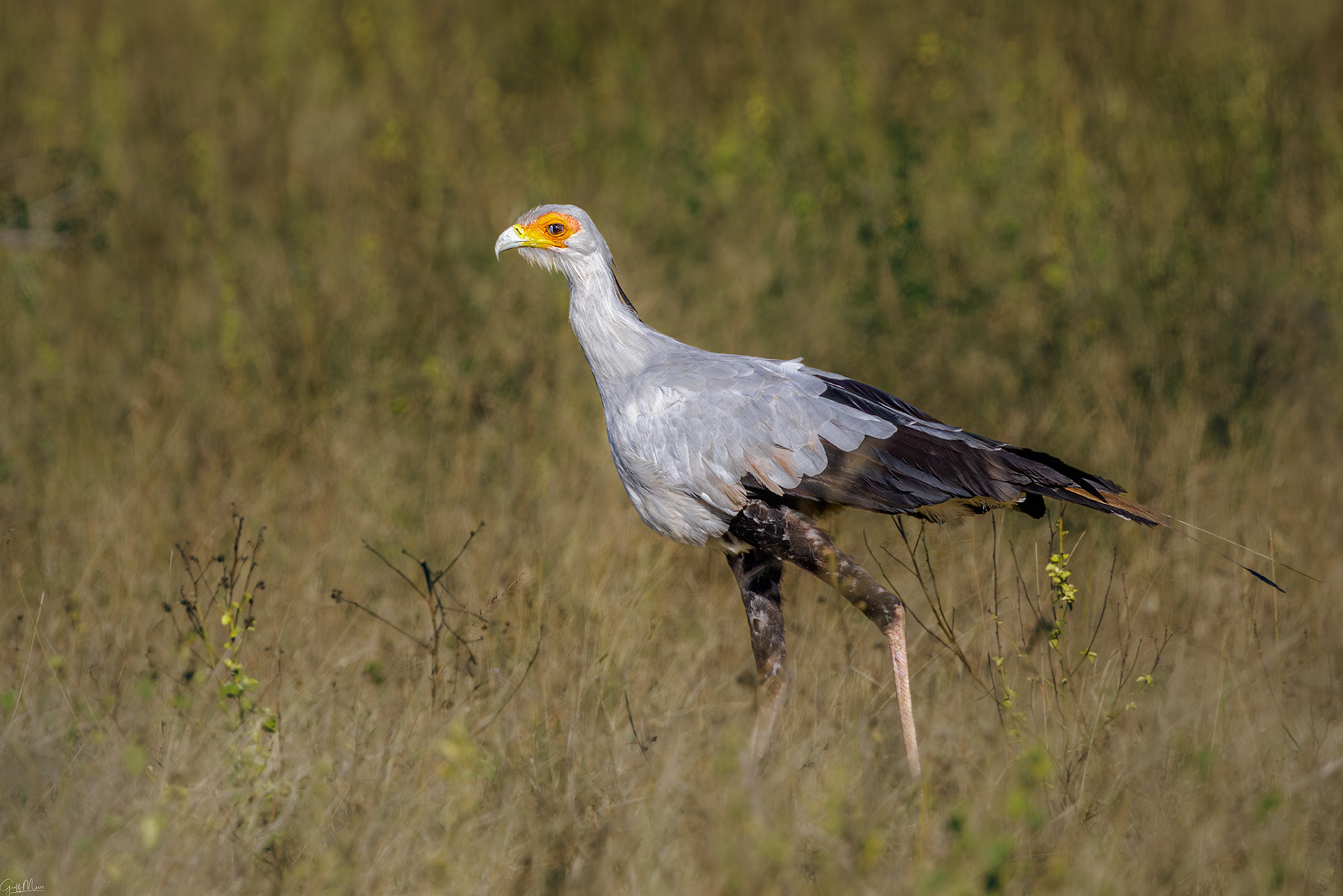 Secretarybird