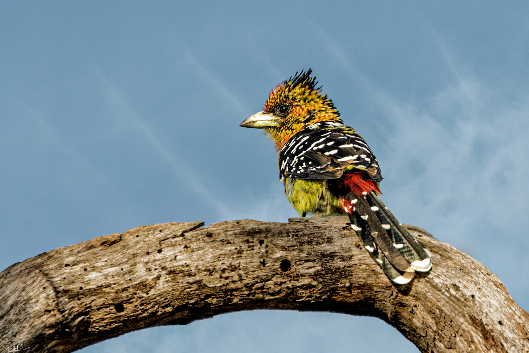 Crested barbet