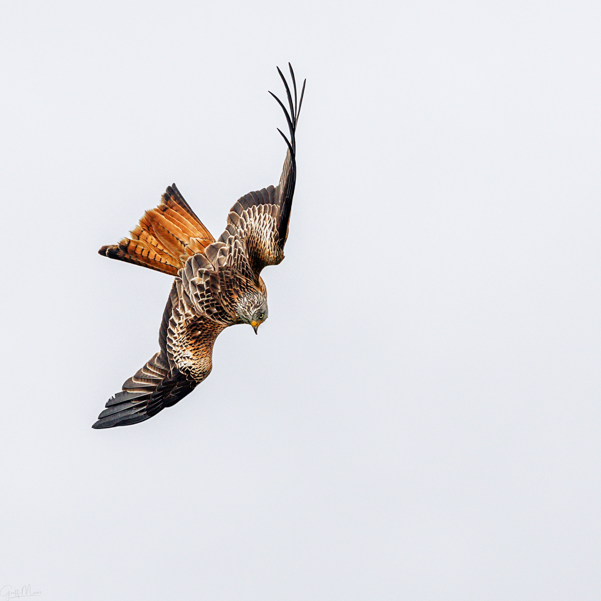 Red Kite