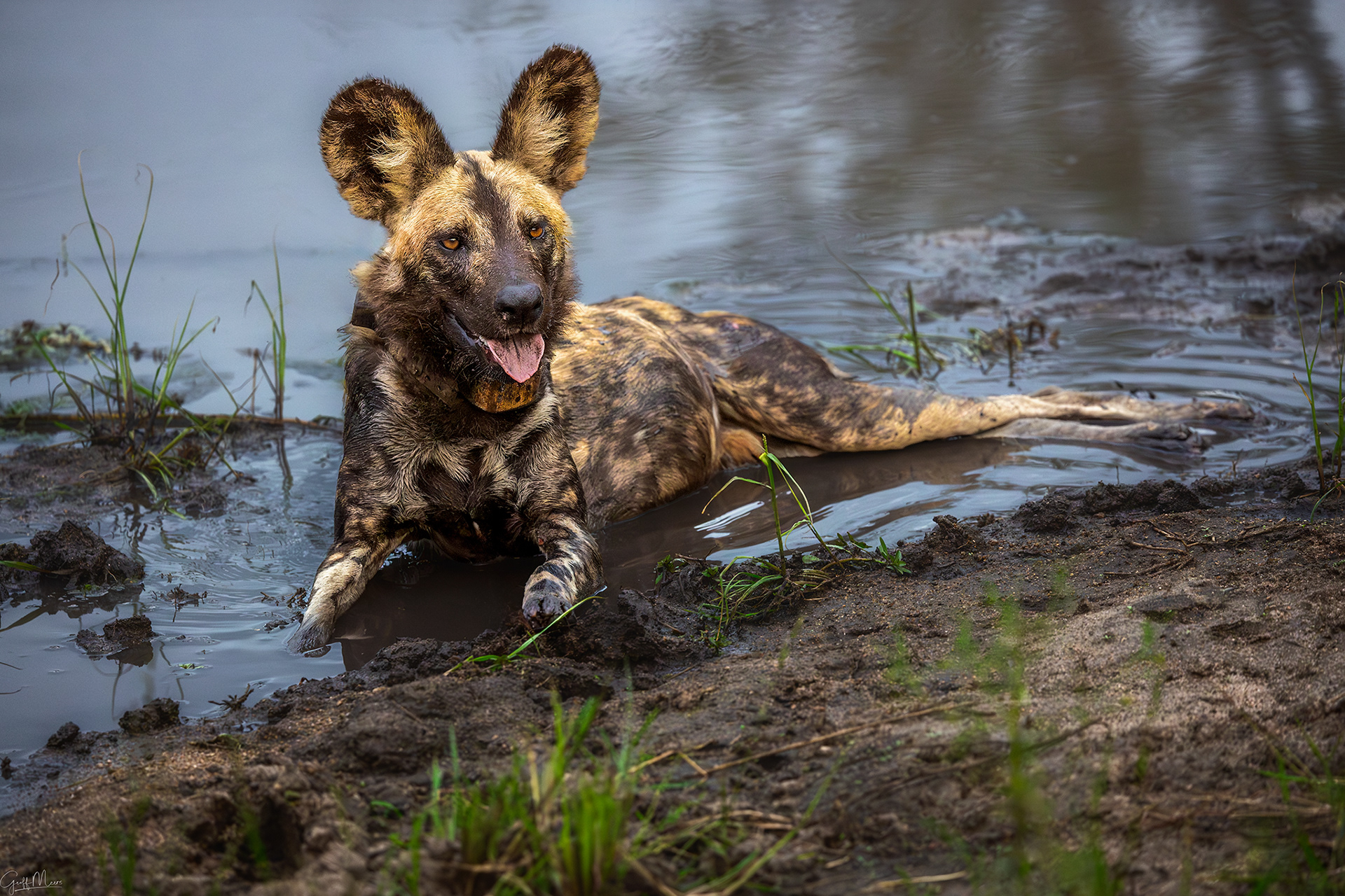 African Wild Dog