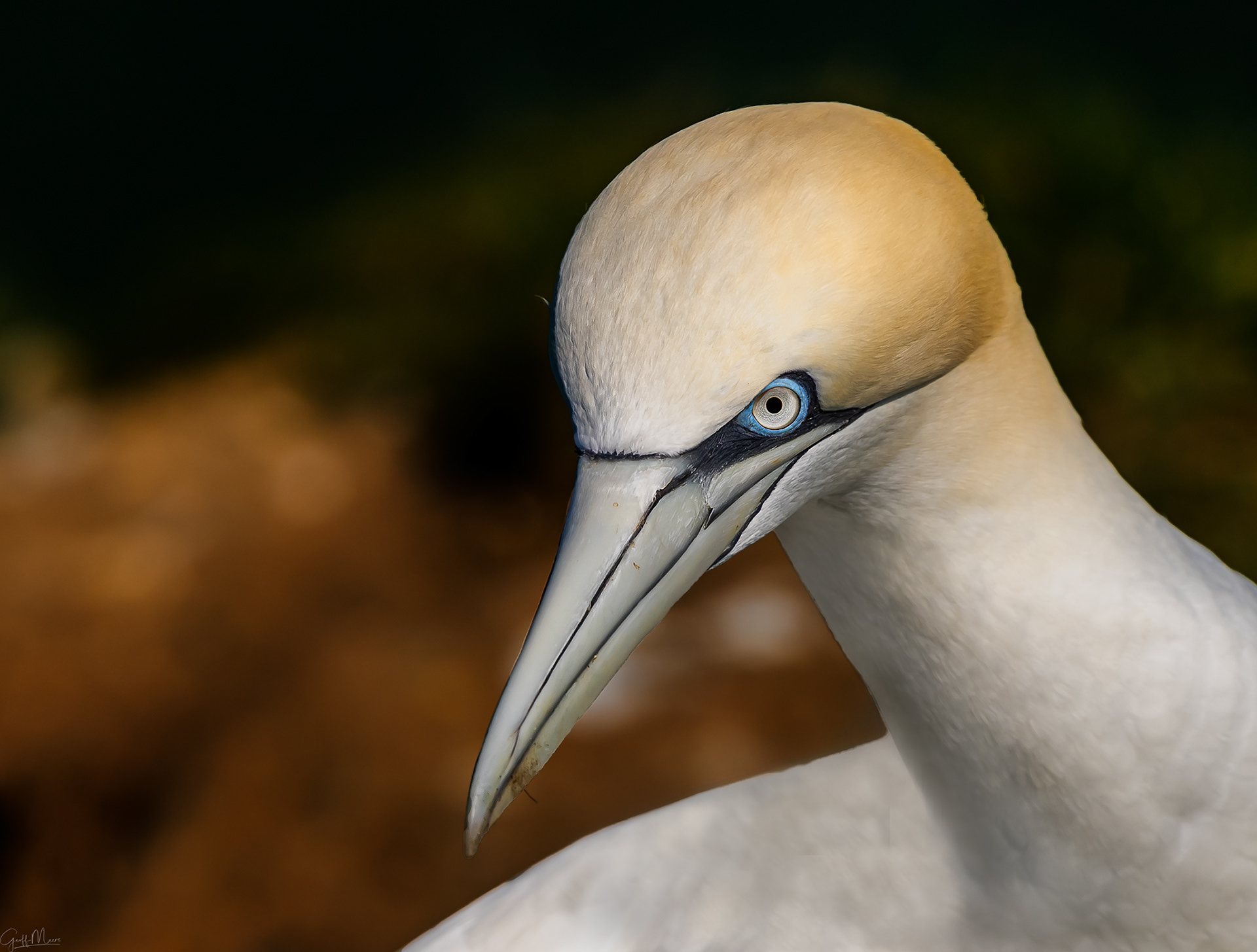 Northern Gannet - Bempton Cliff