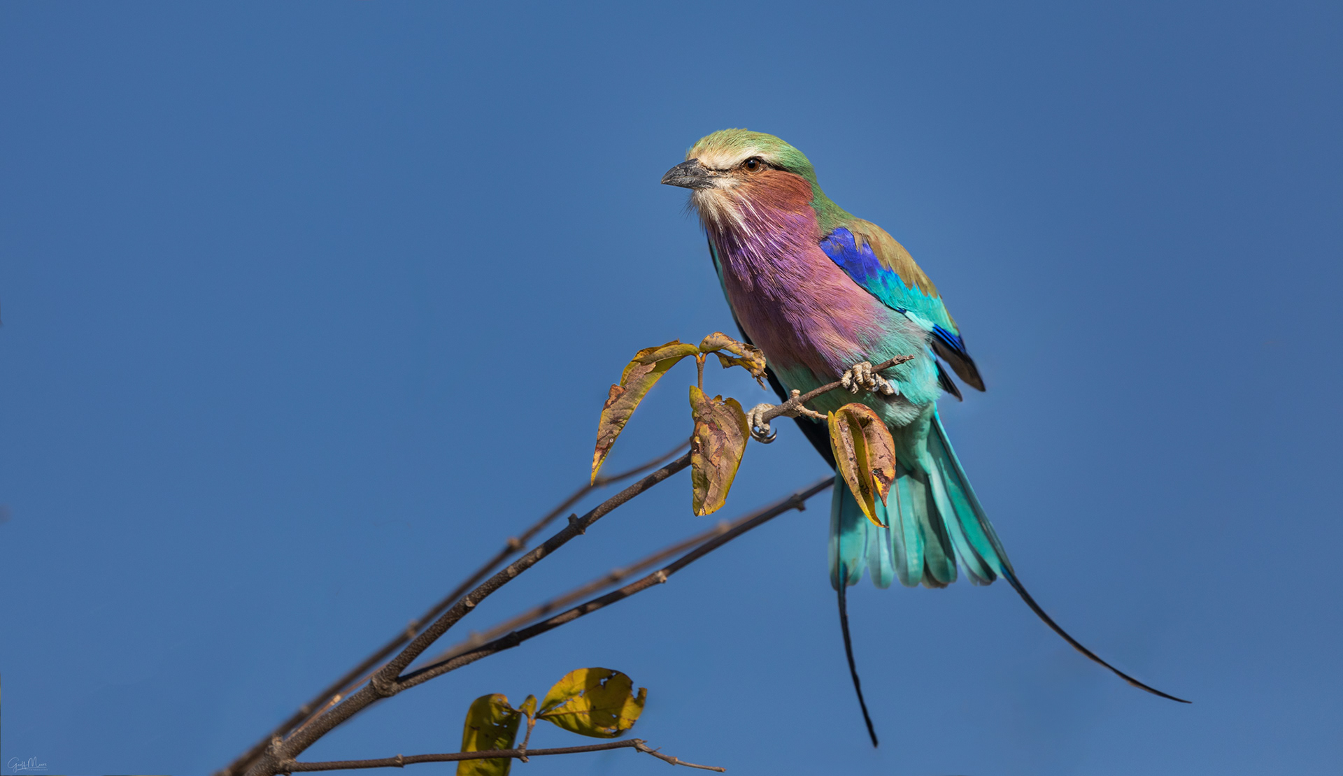 Lilac-breasted Roller