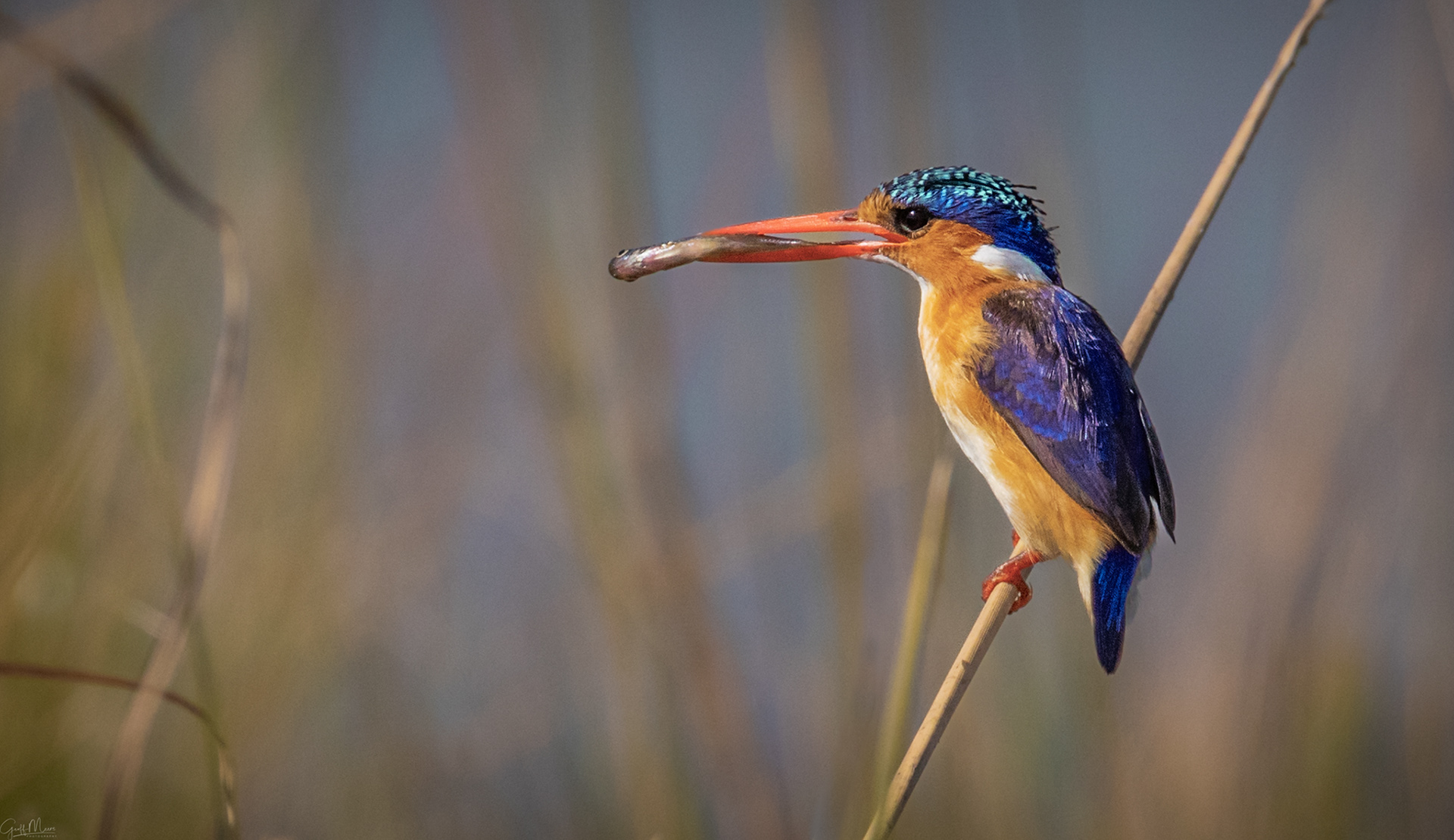 Malachite Kingfisher
