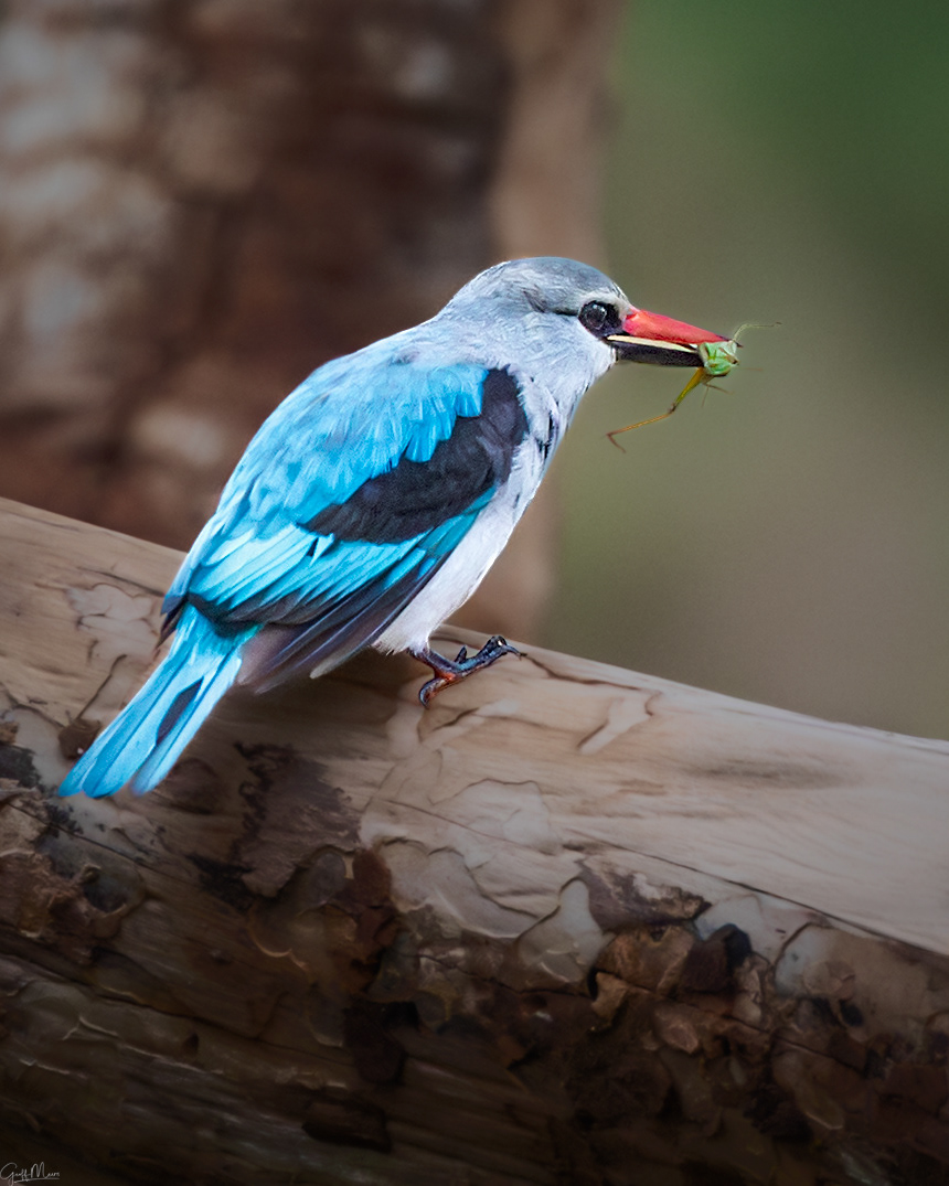 Woodland Kingfisher