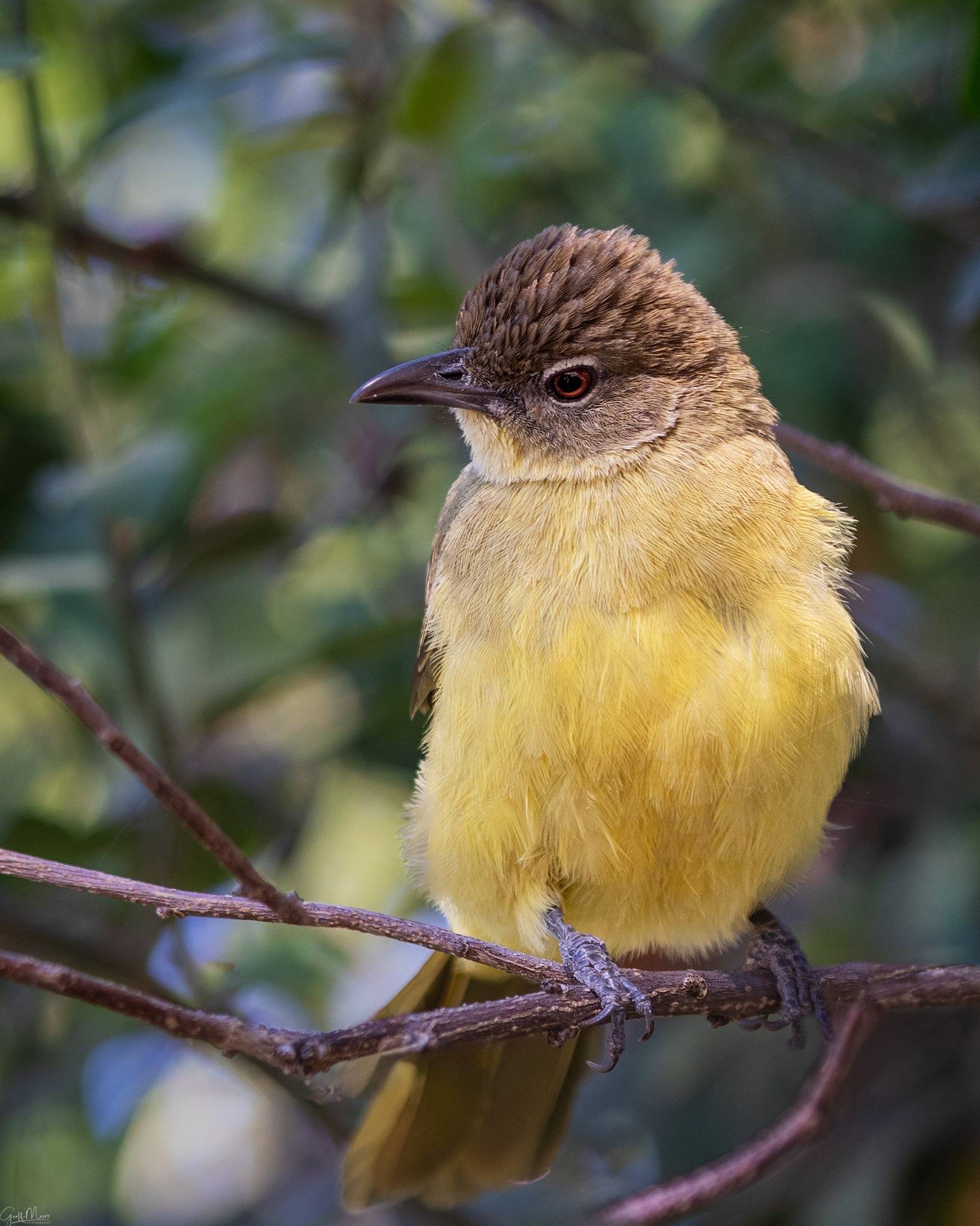 Yellow-bellied Greenbul