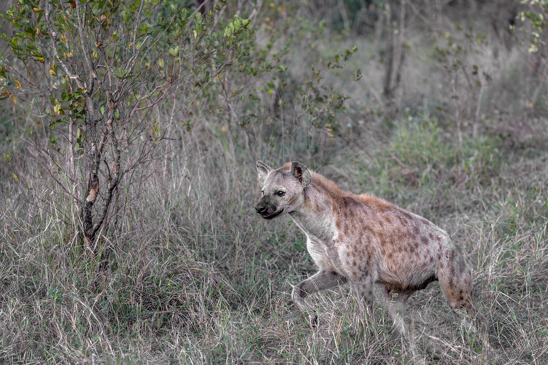 Spotted Hyena