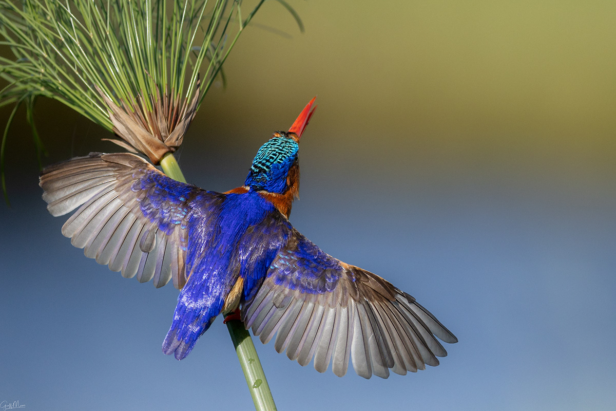 Malachite Kingfisher