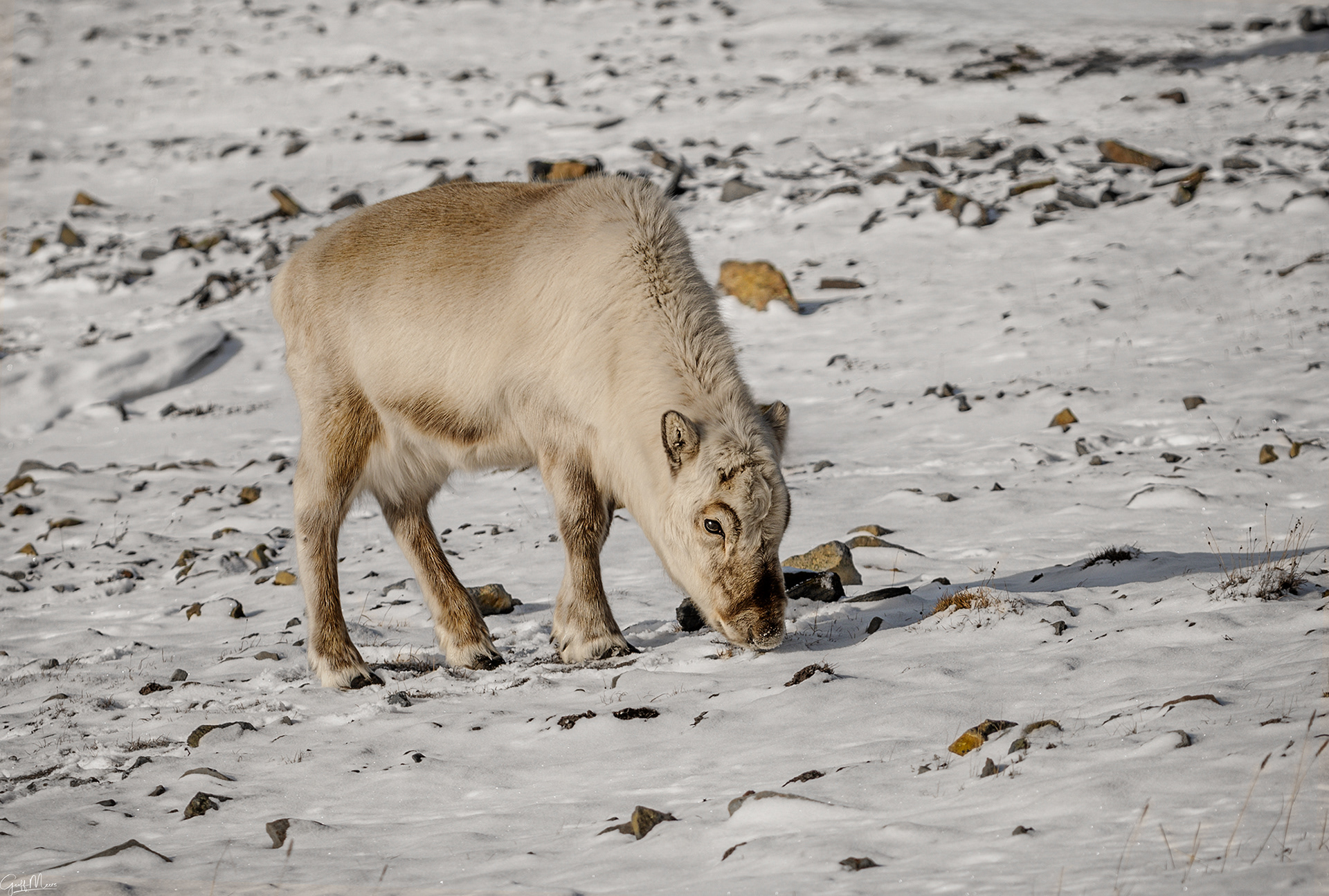 Svalbard Reindeer