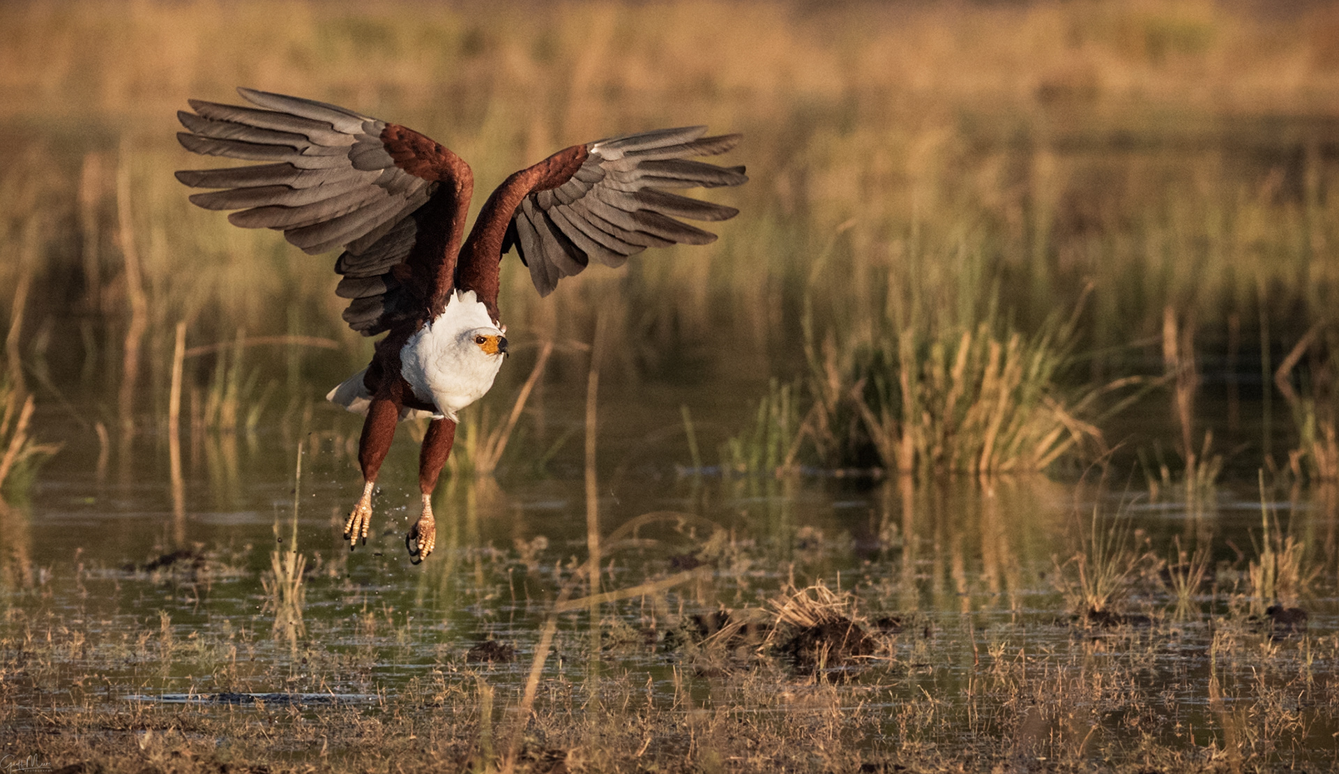 Fish Eagle