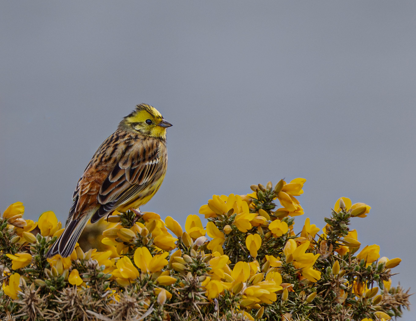 Yellowhammer - Stonehaven