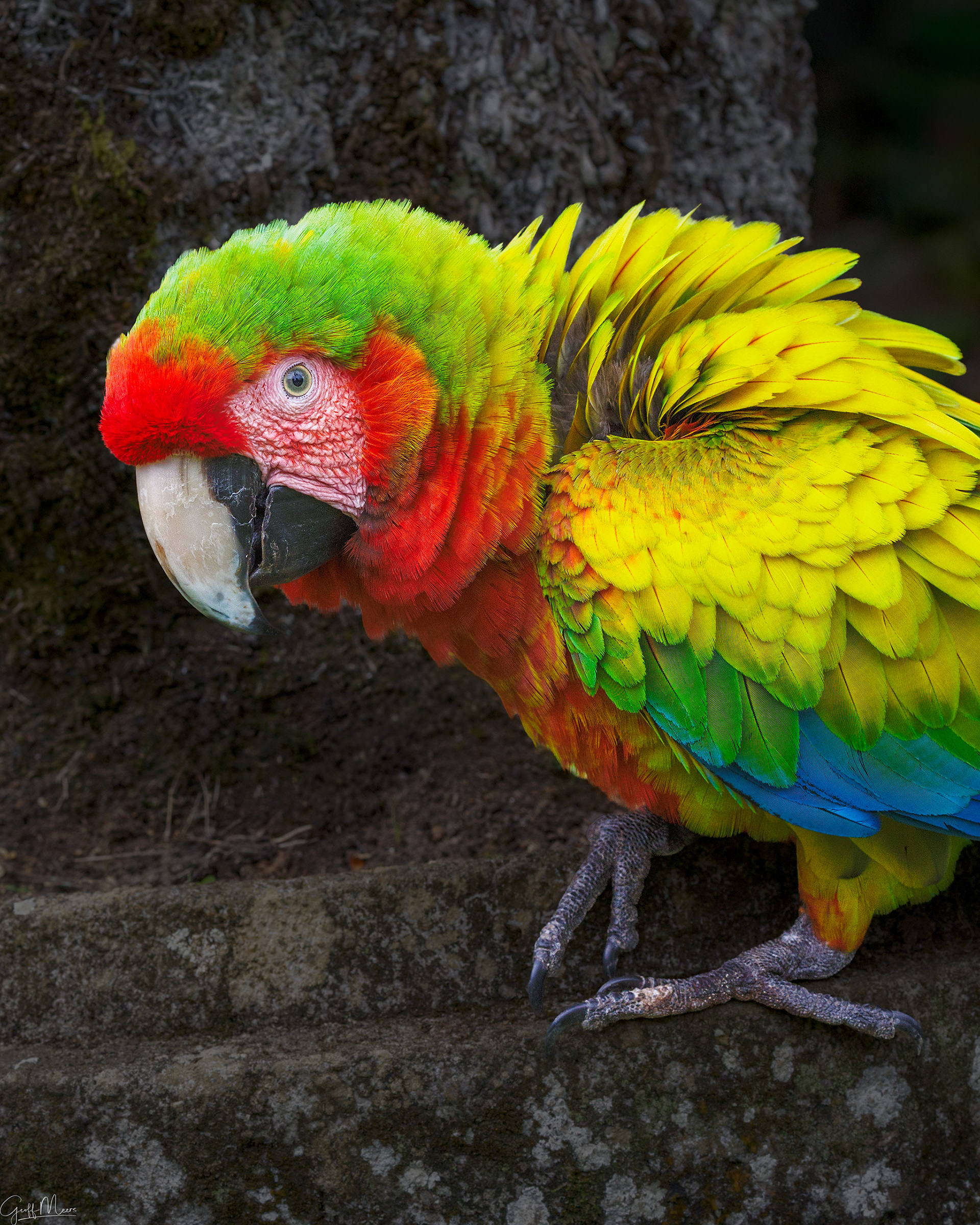 Green Macaw
