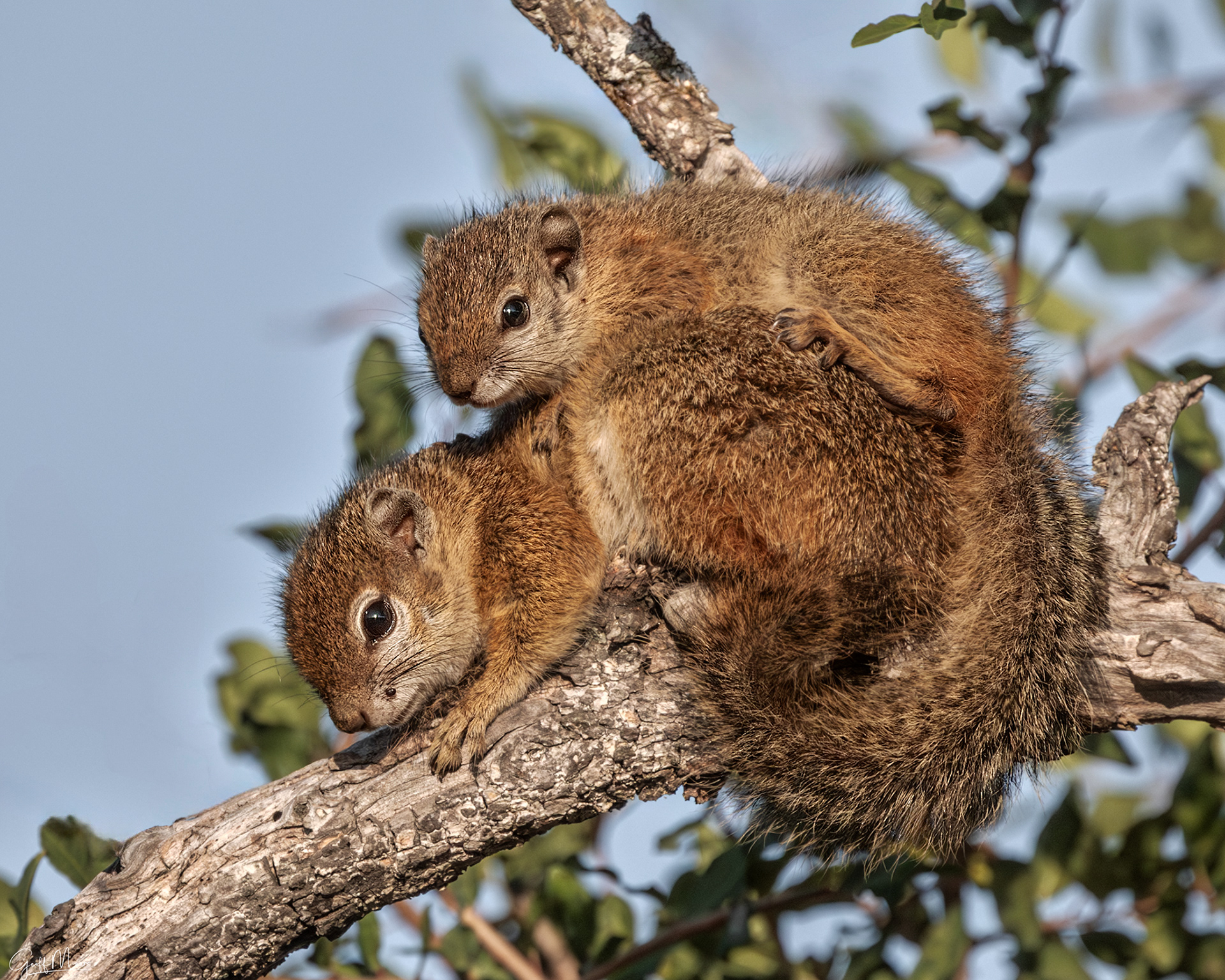 Smith's Bush Squirrel (AKA Tree Squirrel)