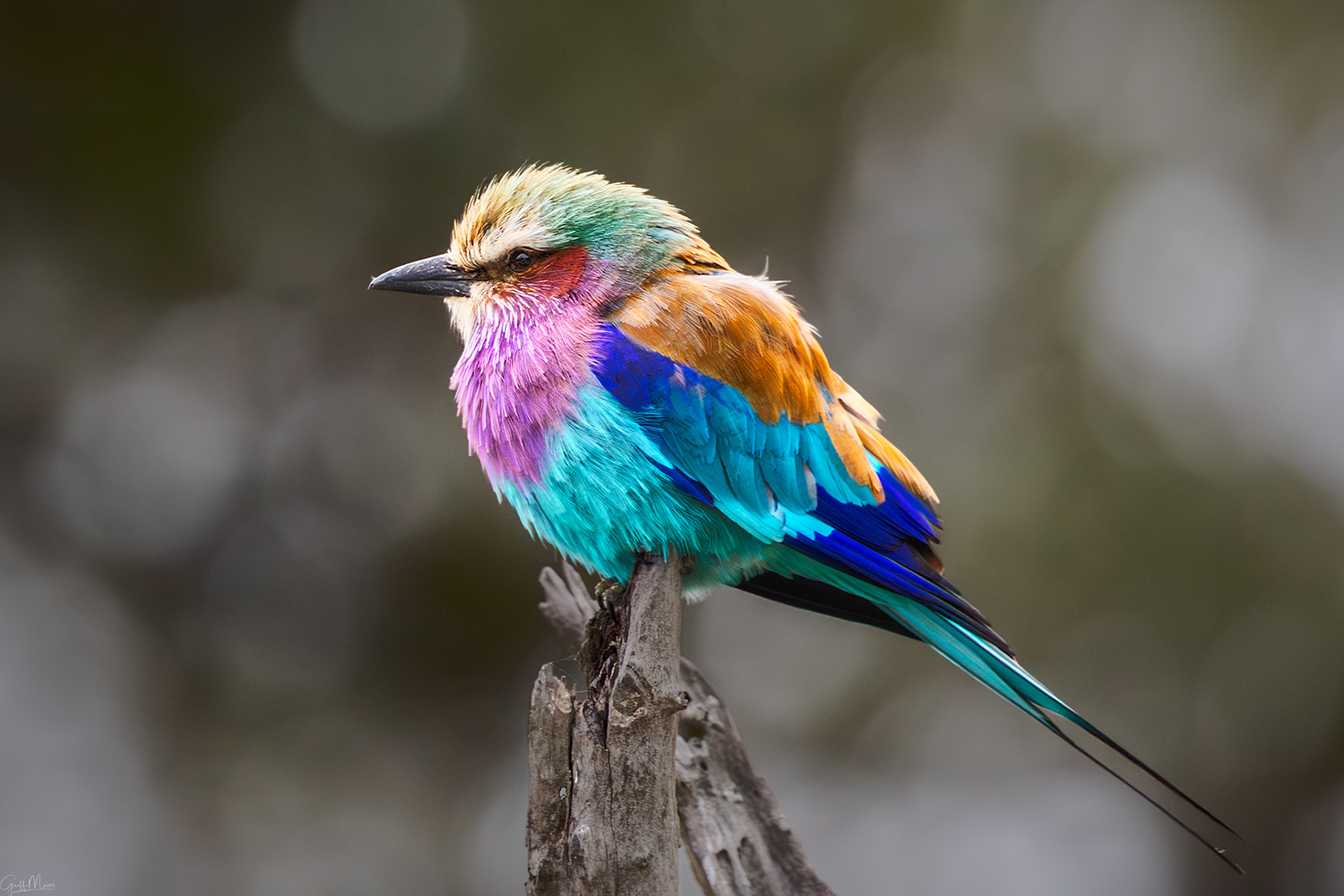 Lilac-breasted Roller