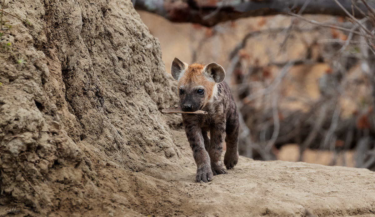 Hyena Pup