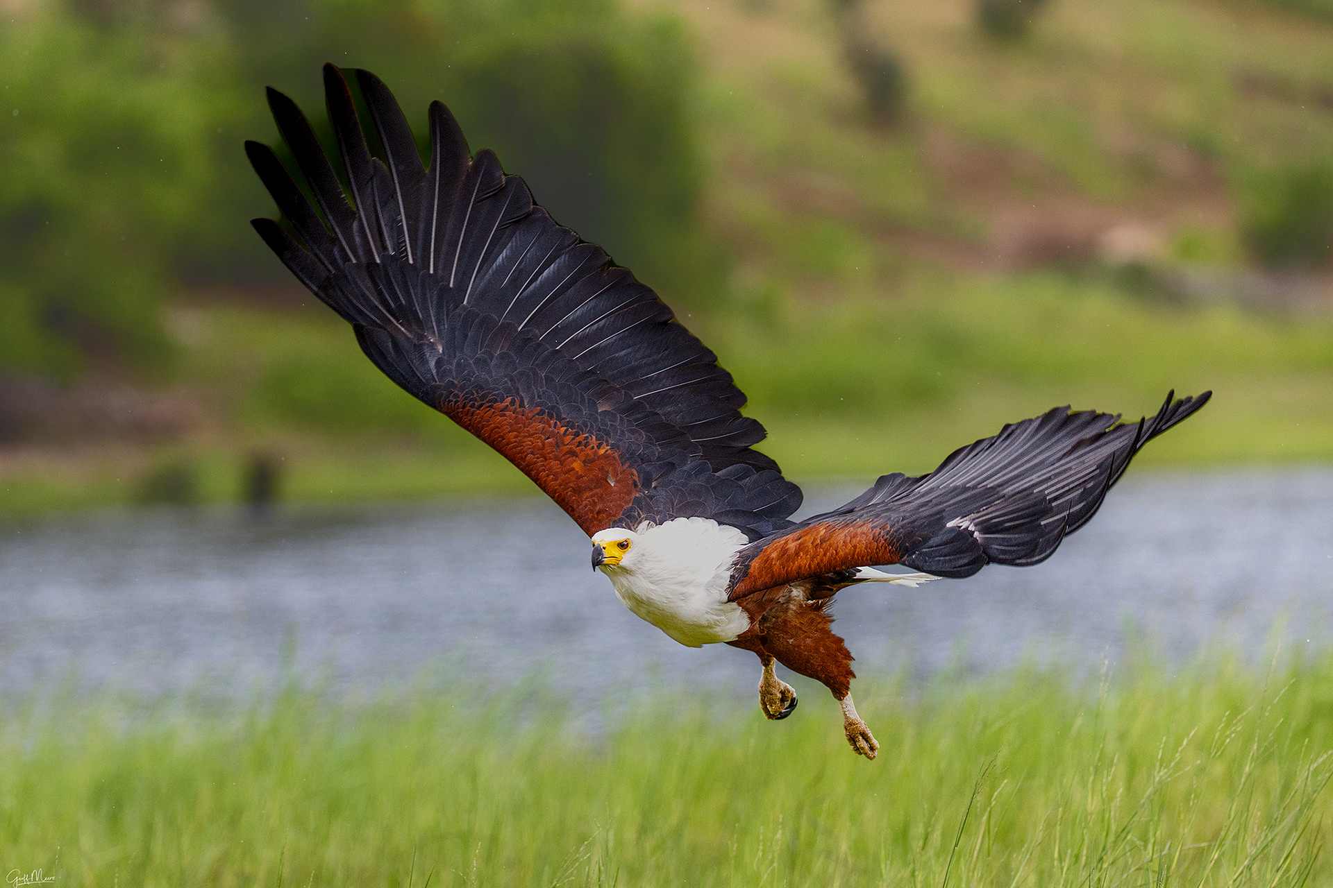 African Fish Eagle