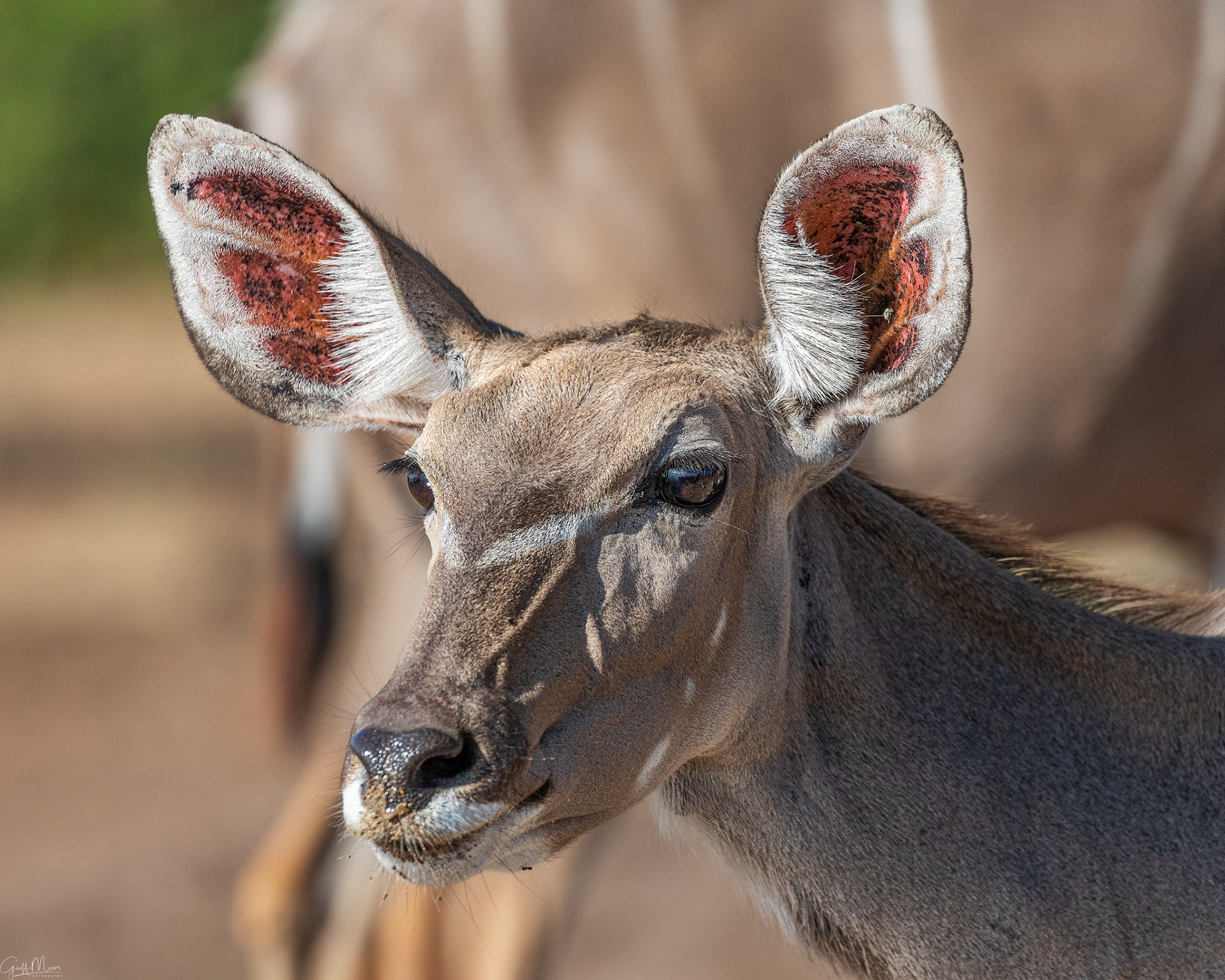 Kudu