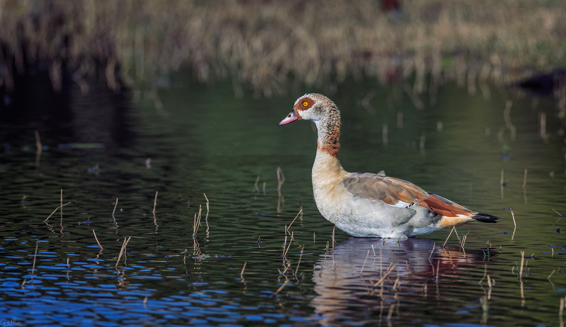 Egyptian Goose