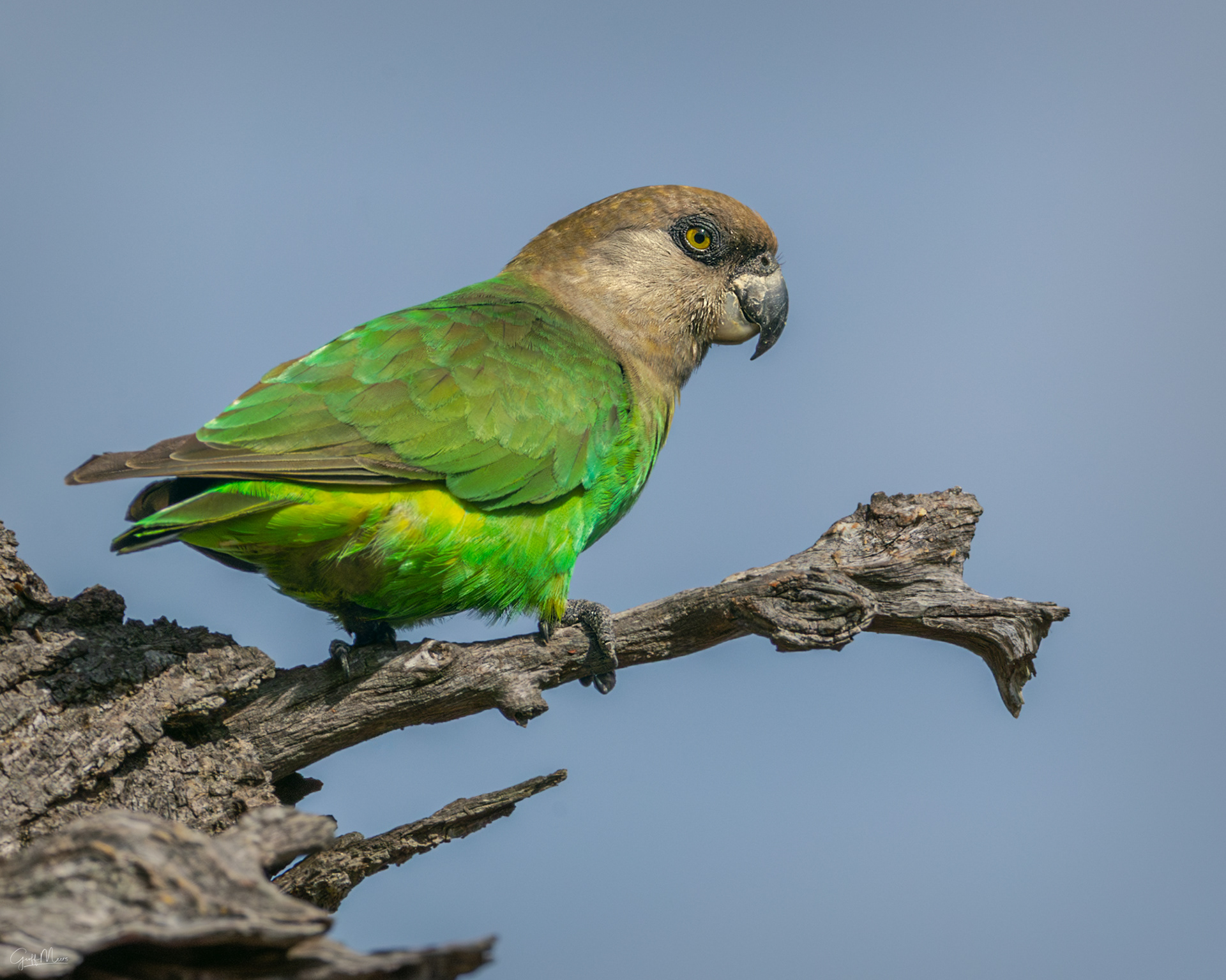 Brown-headed Parrot