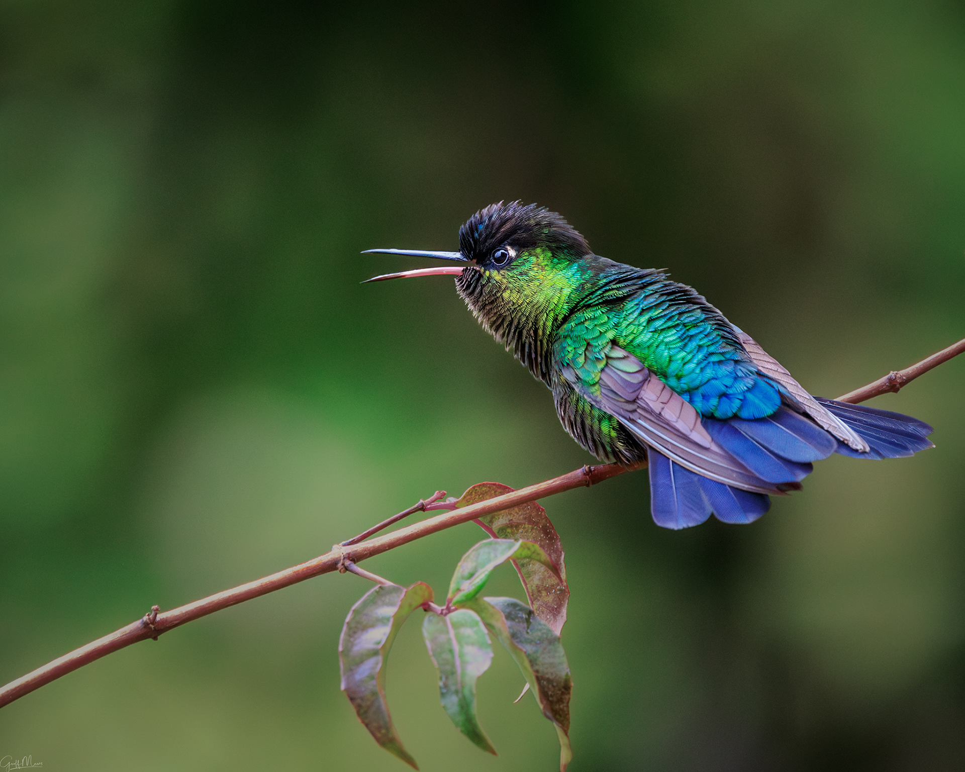 Fiery-throated Hummingbird
