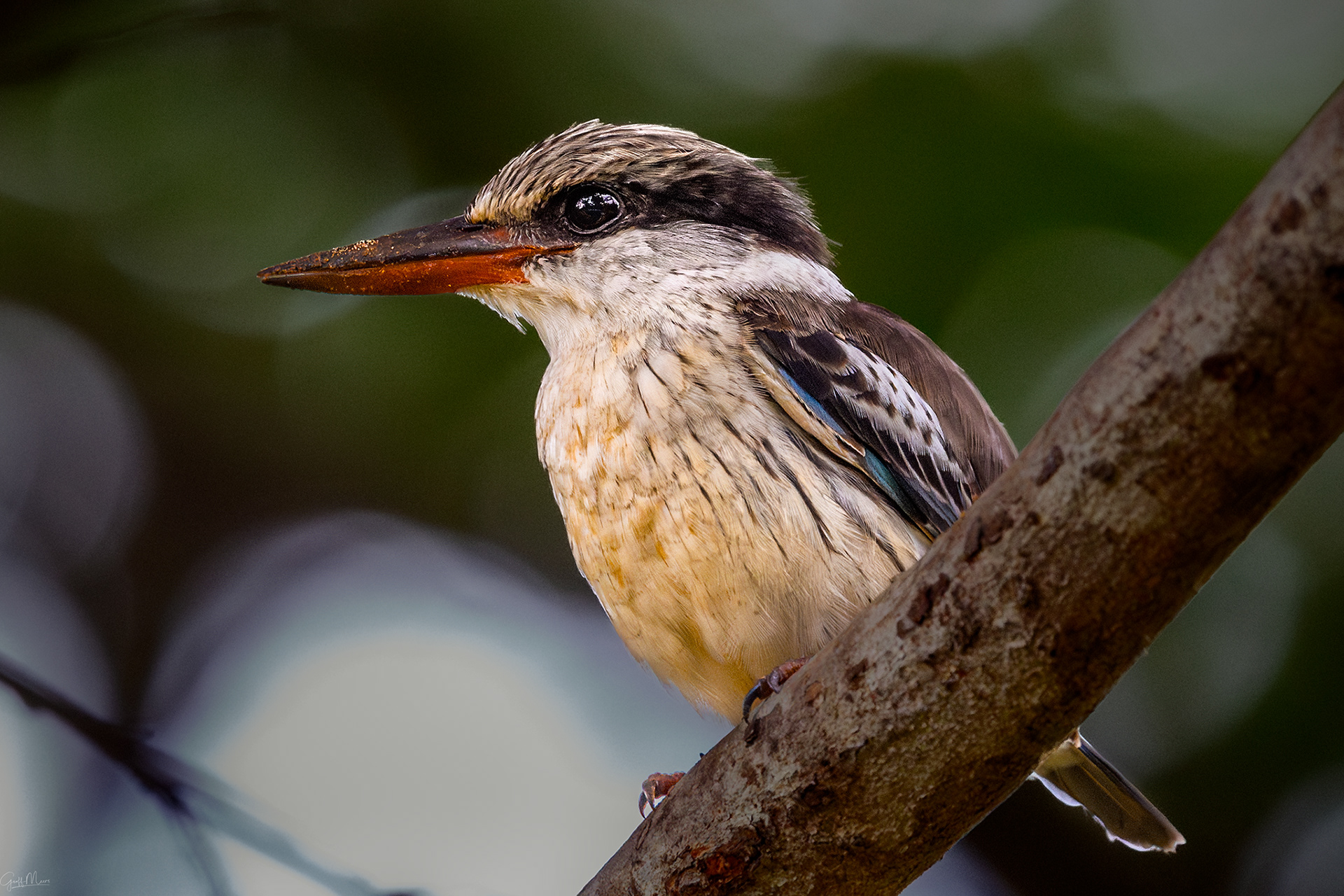 Striped Kingfisher