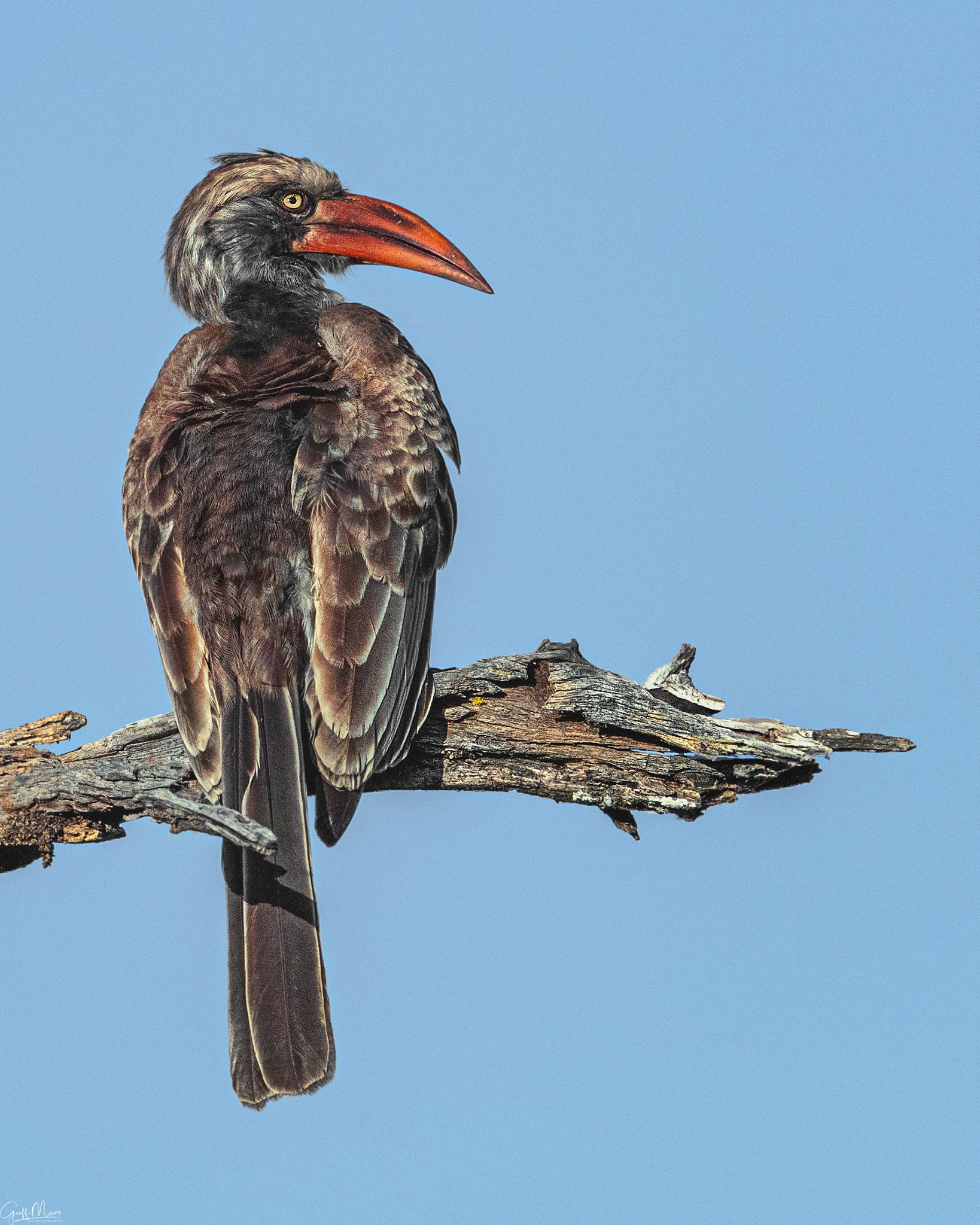 Bradfield's Hornbill