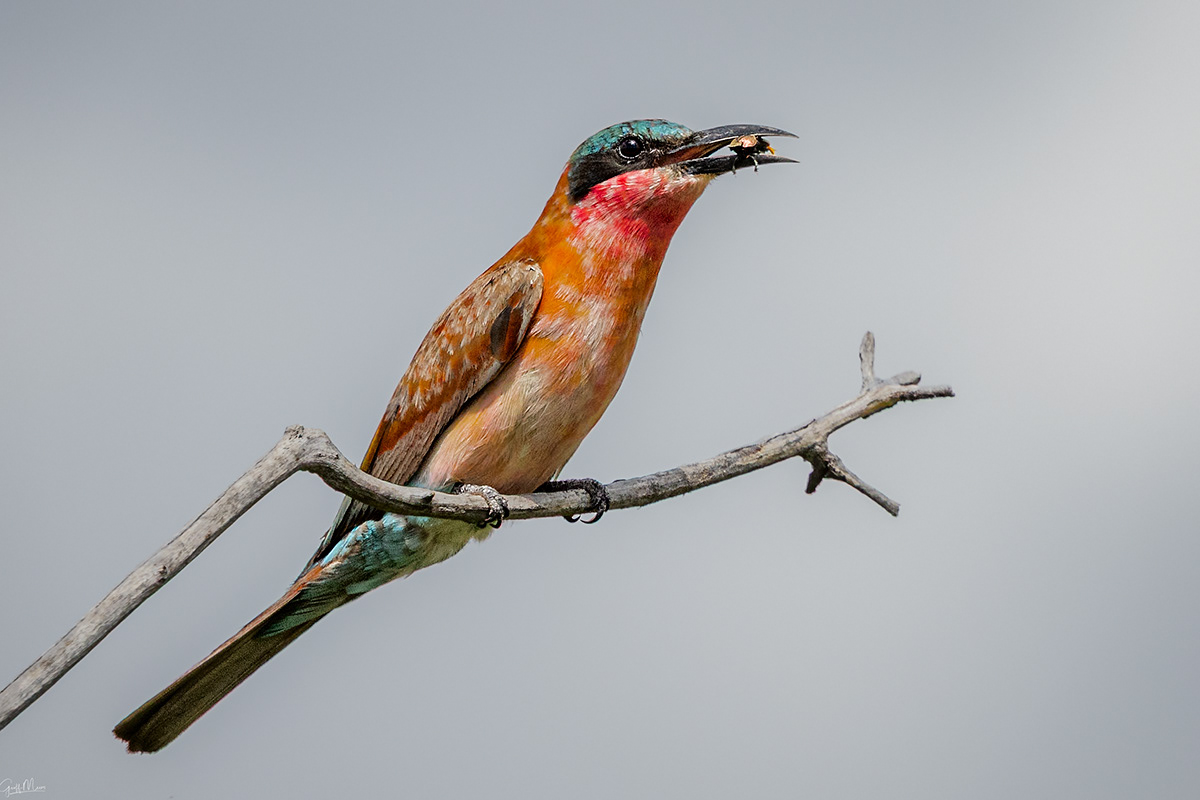 Southern Carmine Bee-eater