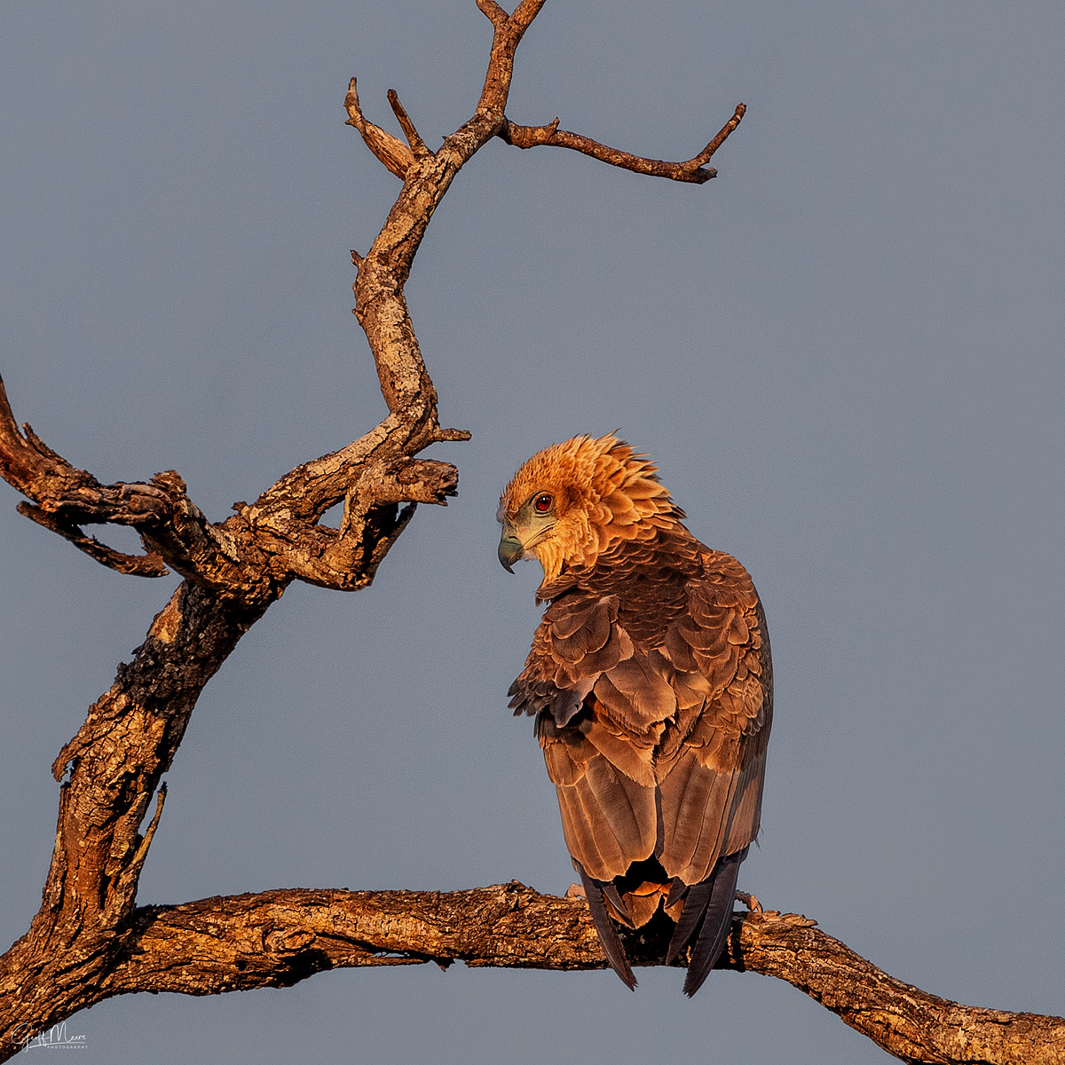 Bateleur (juv)
