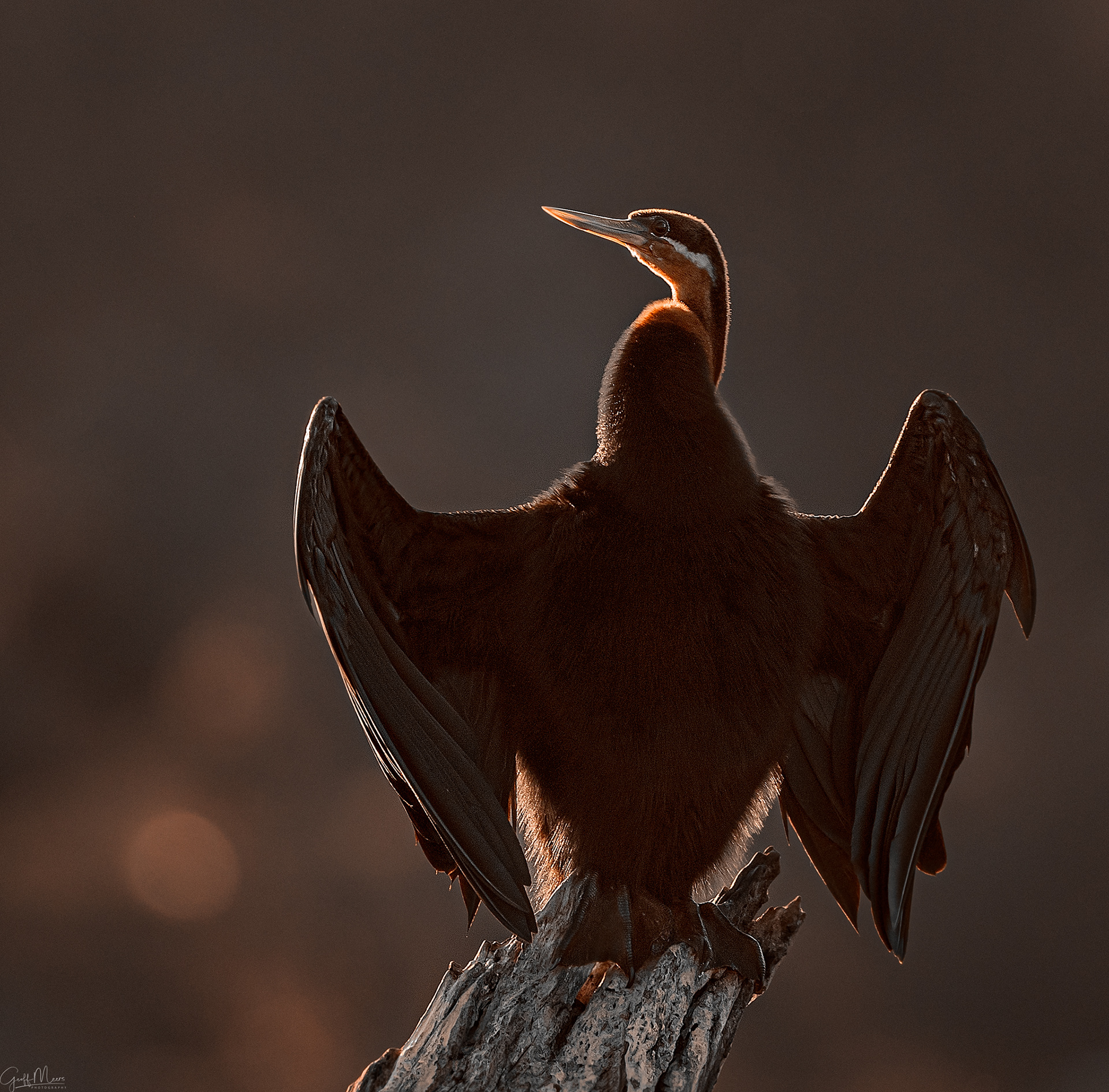 African Darter