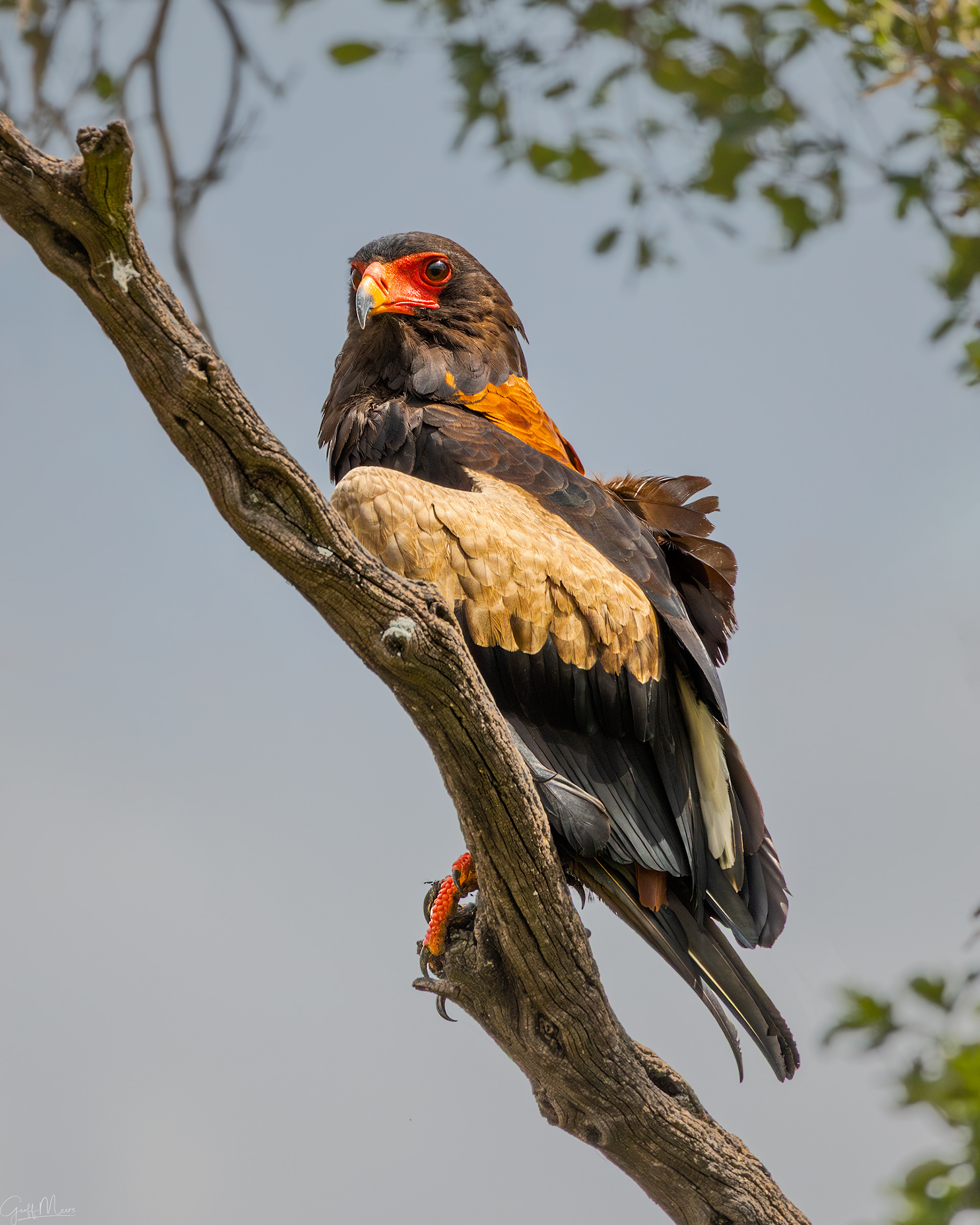 Bateleur