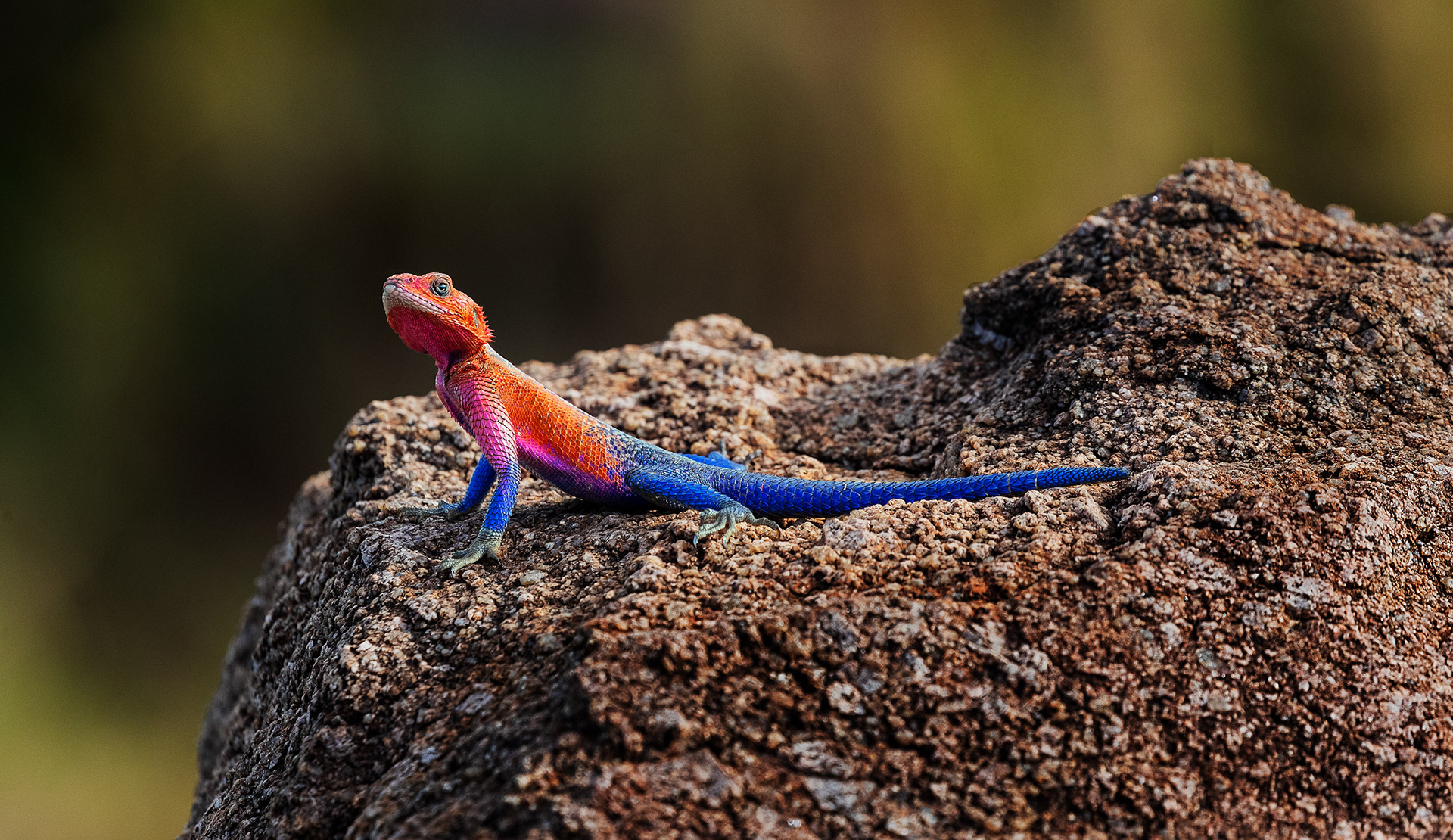 Male Agama Lizard