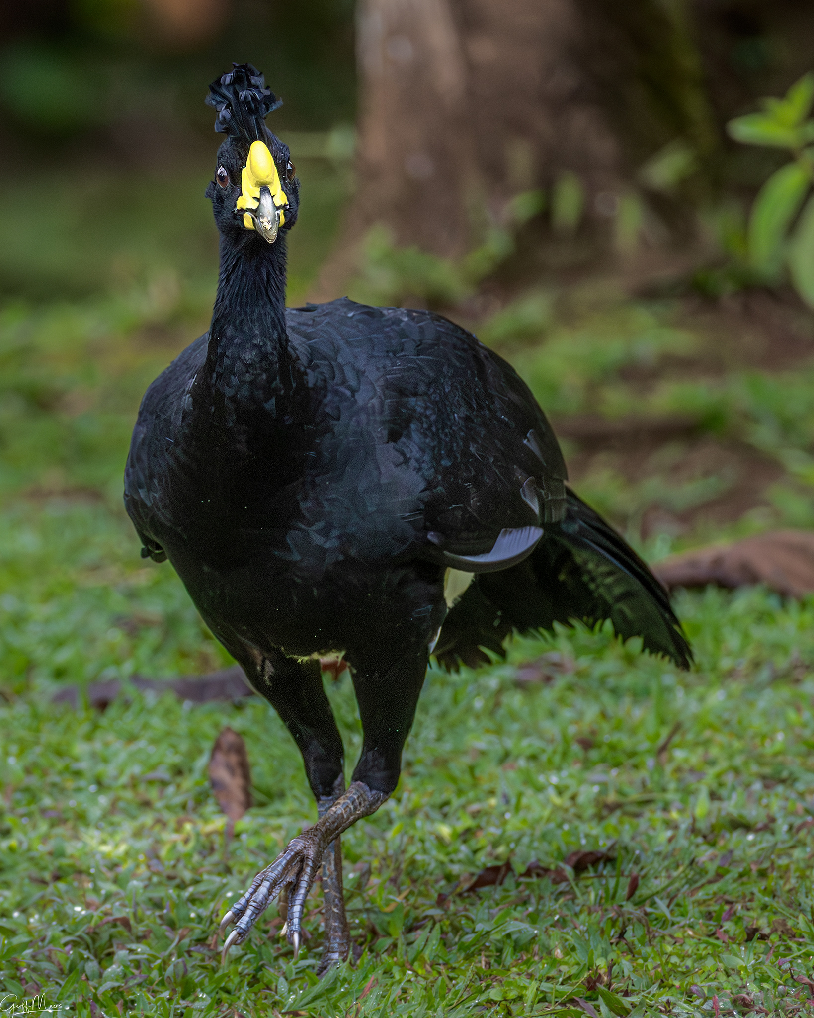 Great Curassow