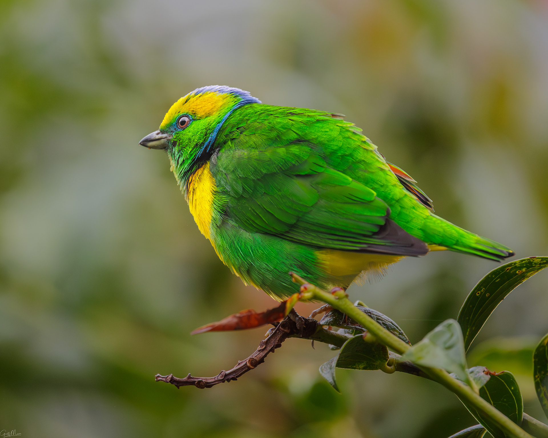 Golden-browed Chilorophonia