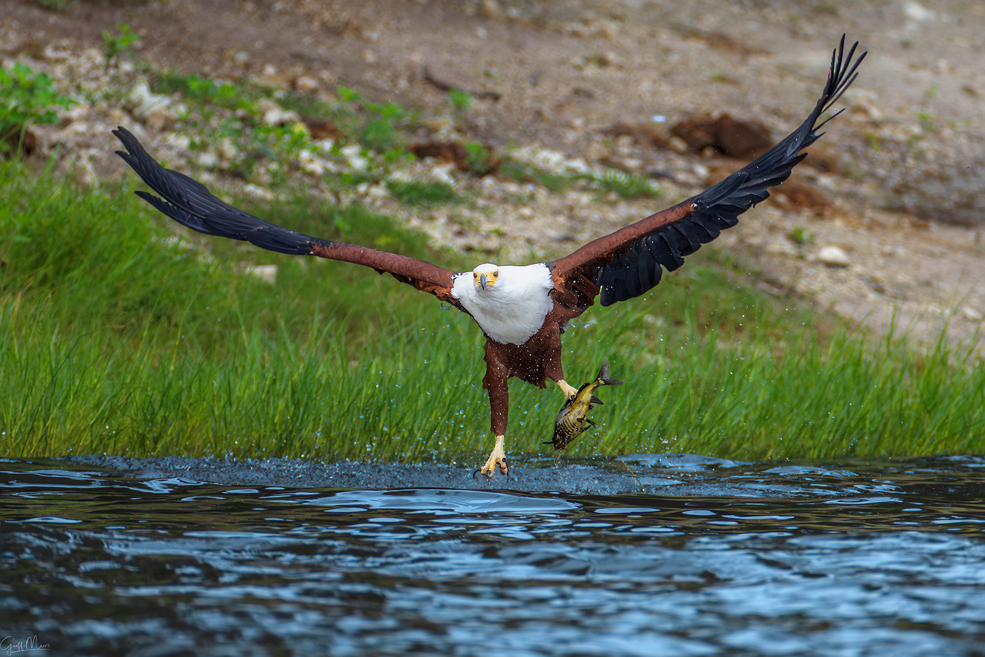 African Fish Eagle