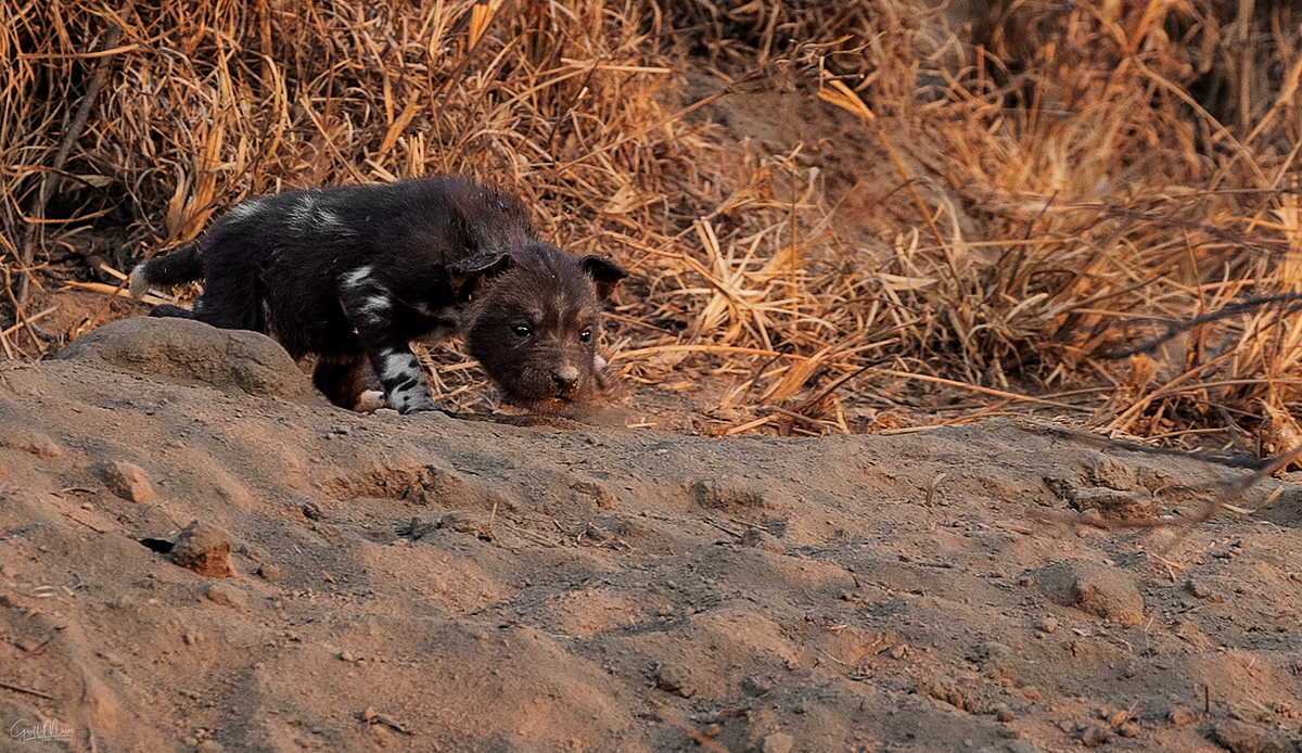 African Wild Dog - Pup