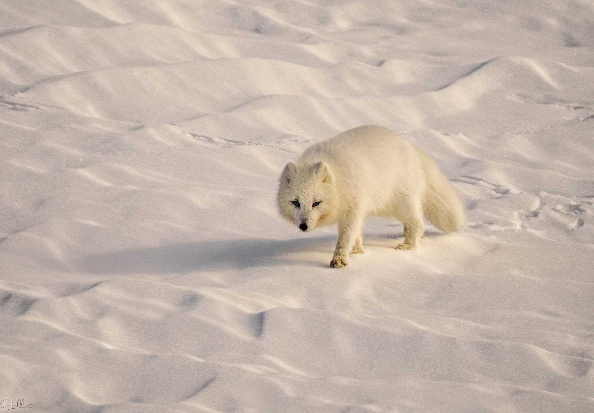 Arctic Fox