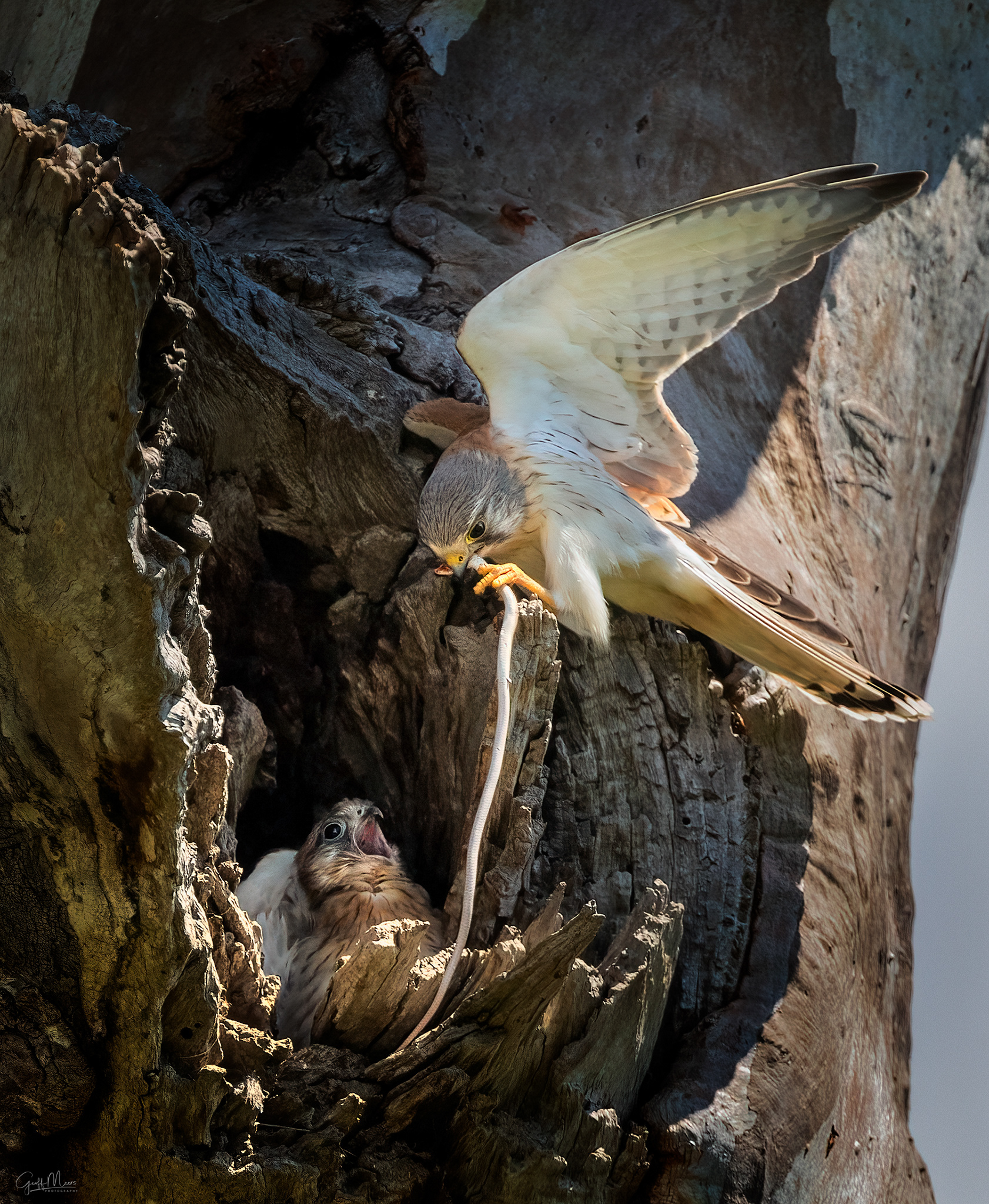 Nankeen Kestrel