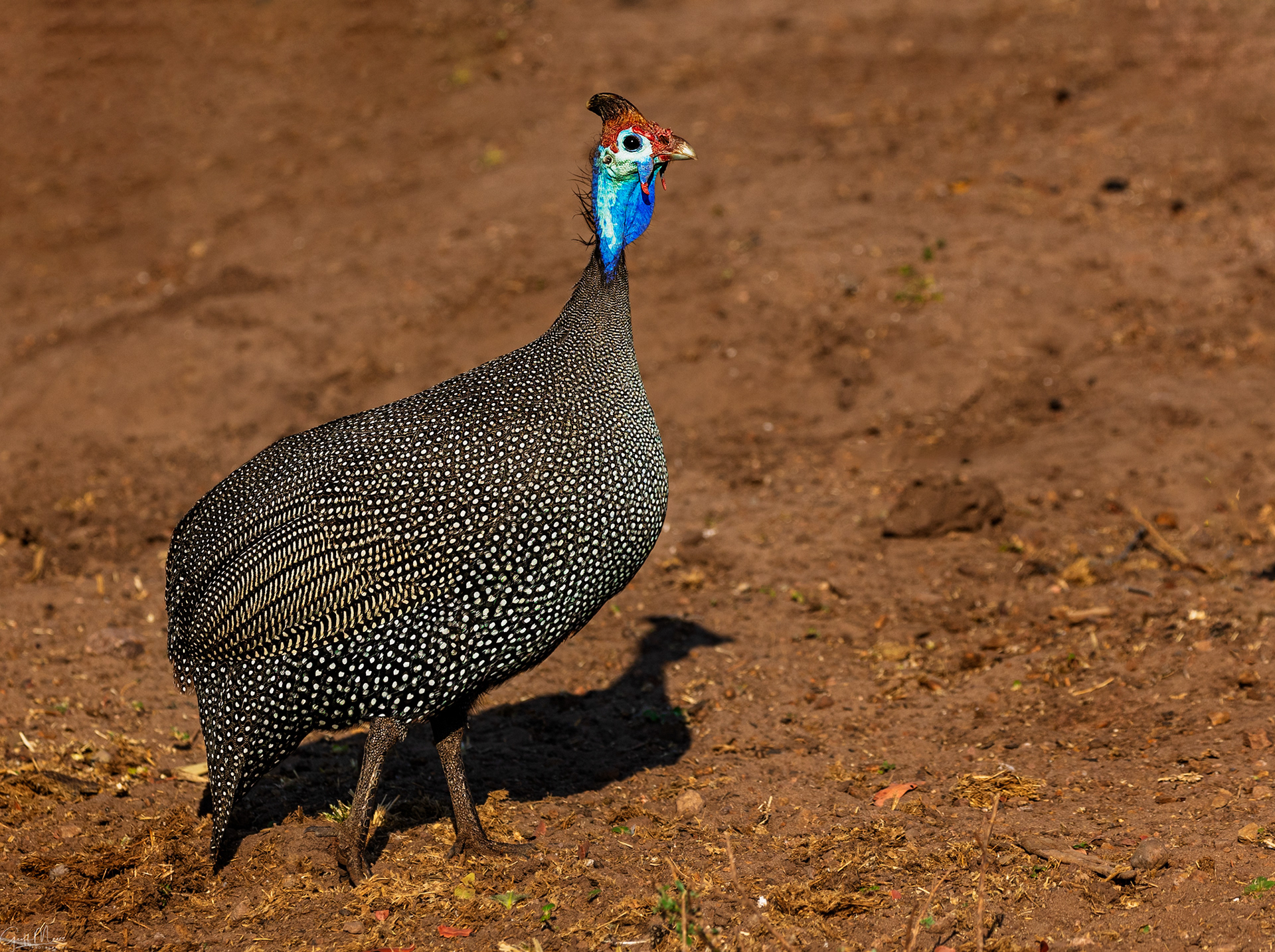 Helemeted Guineafowl
